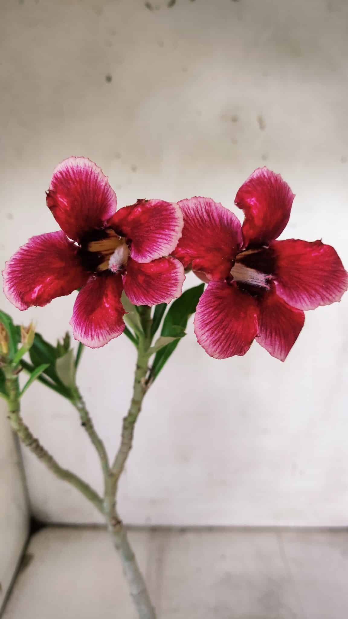 Planta Simples 2909 – 30cm – 02 anos