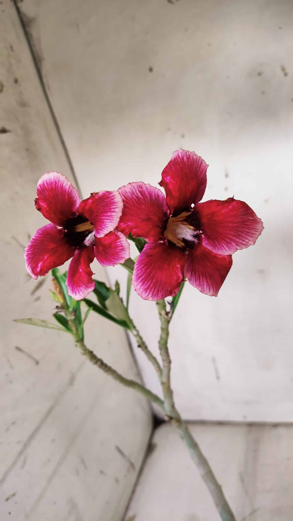 Planta Simples 2909 – 30cm – 02 anos