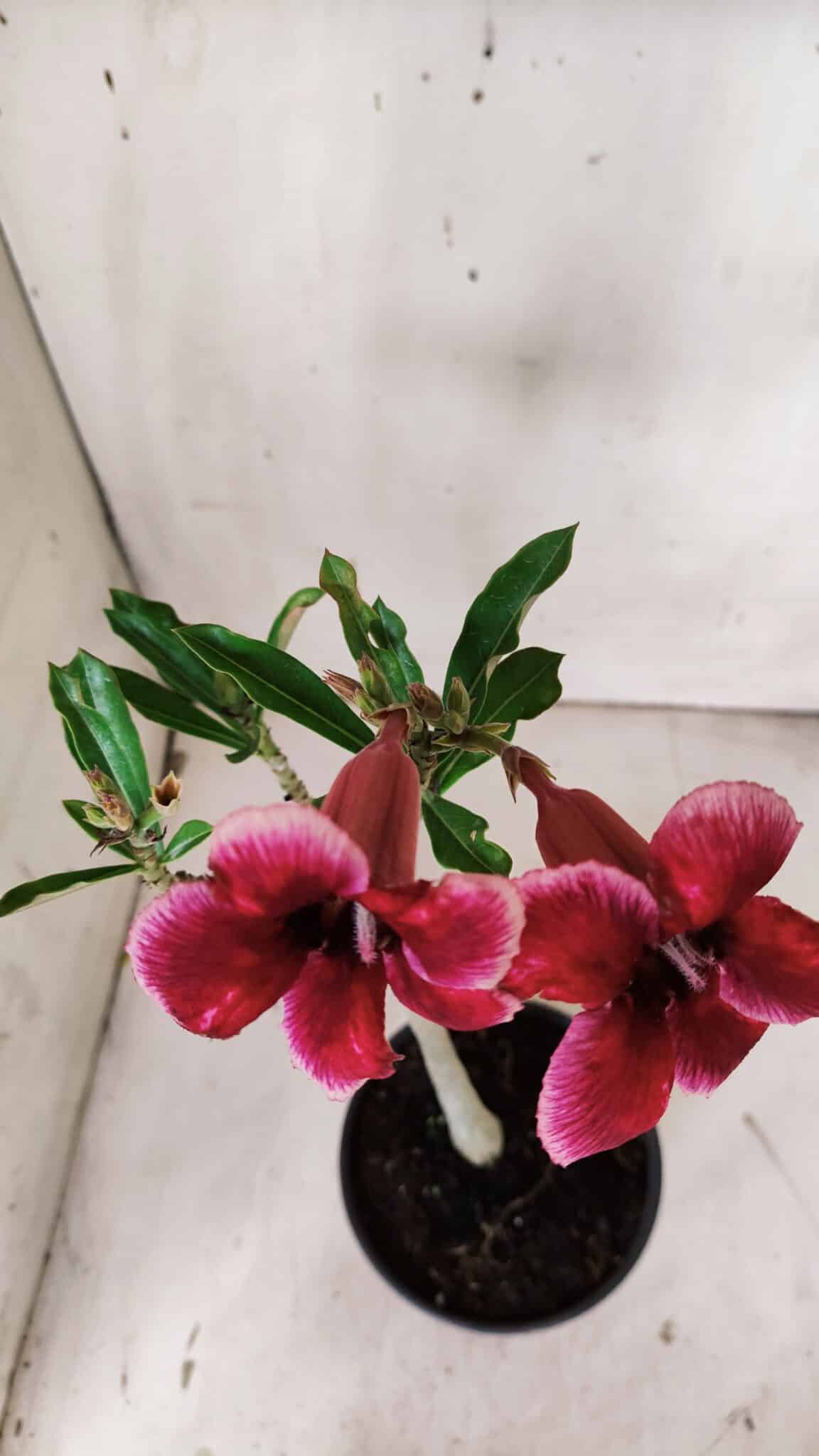 Planta Simples 2909 – 30cm – 02 anos