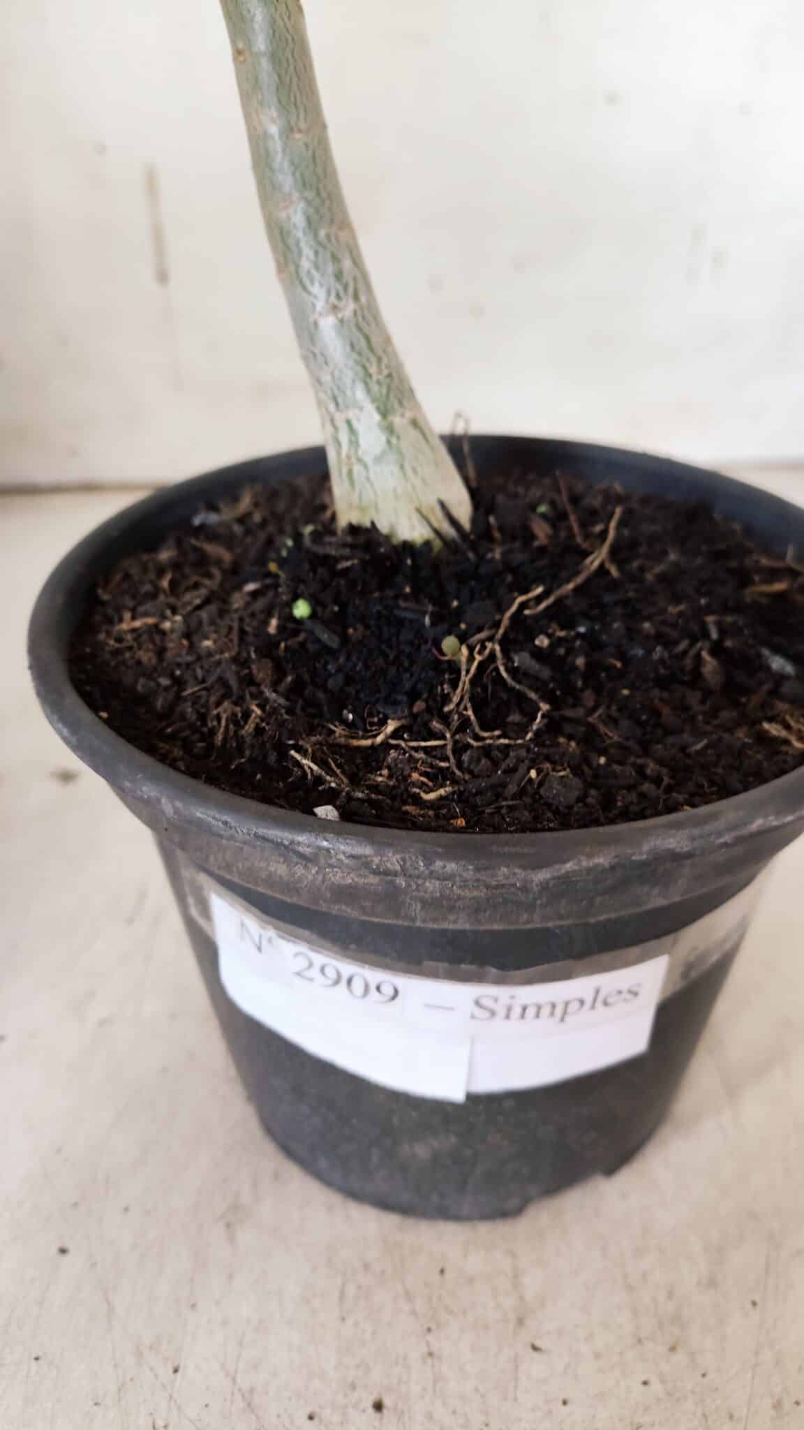 Planta Simples 2909 – 30cm – 02 anos
