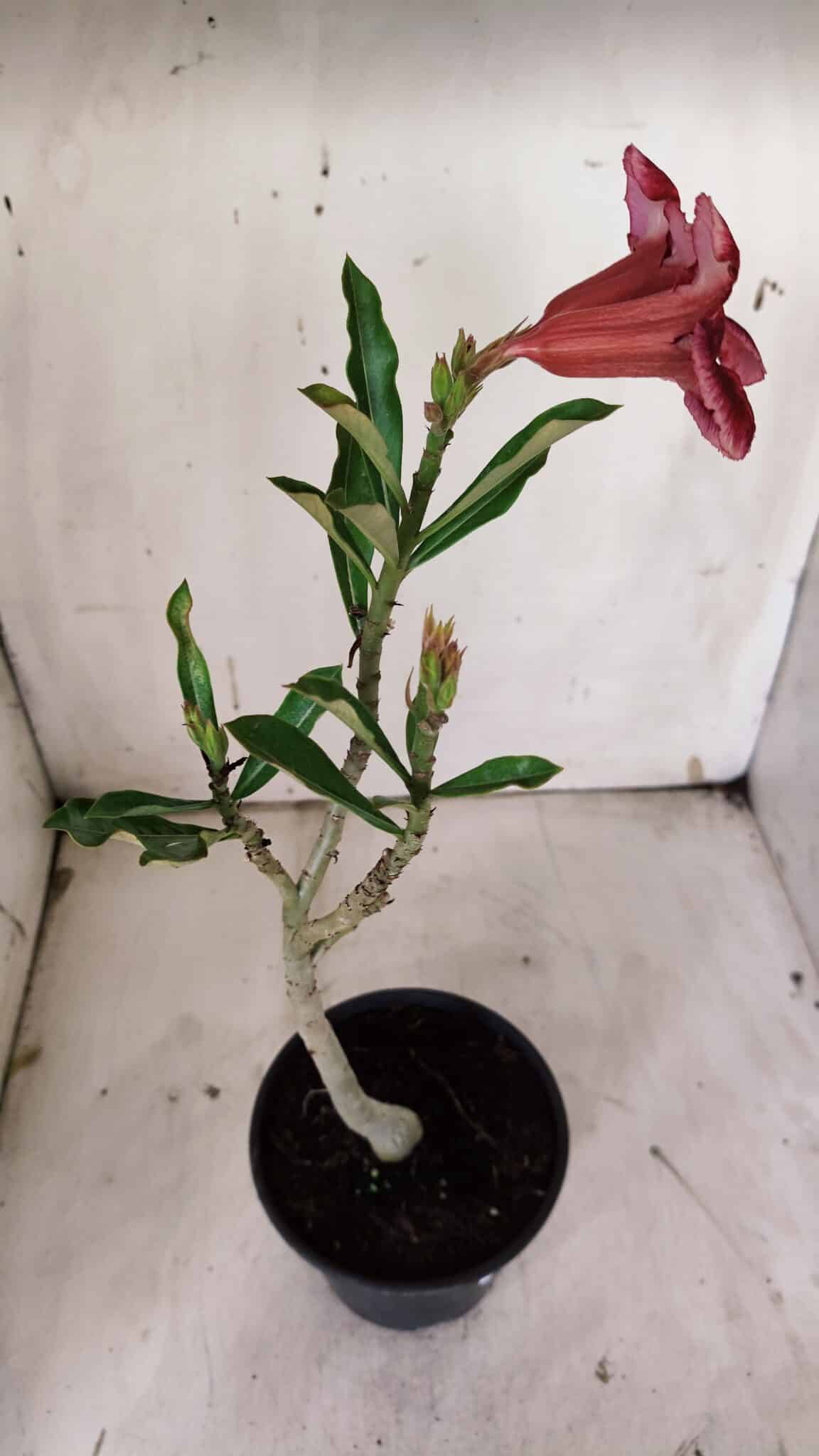 Planta Simples 2909 – 30cm – 02 anos