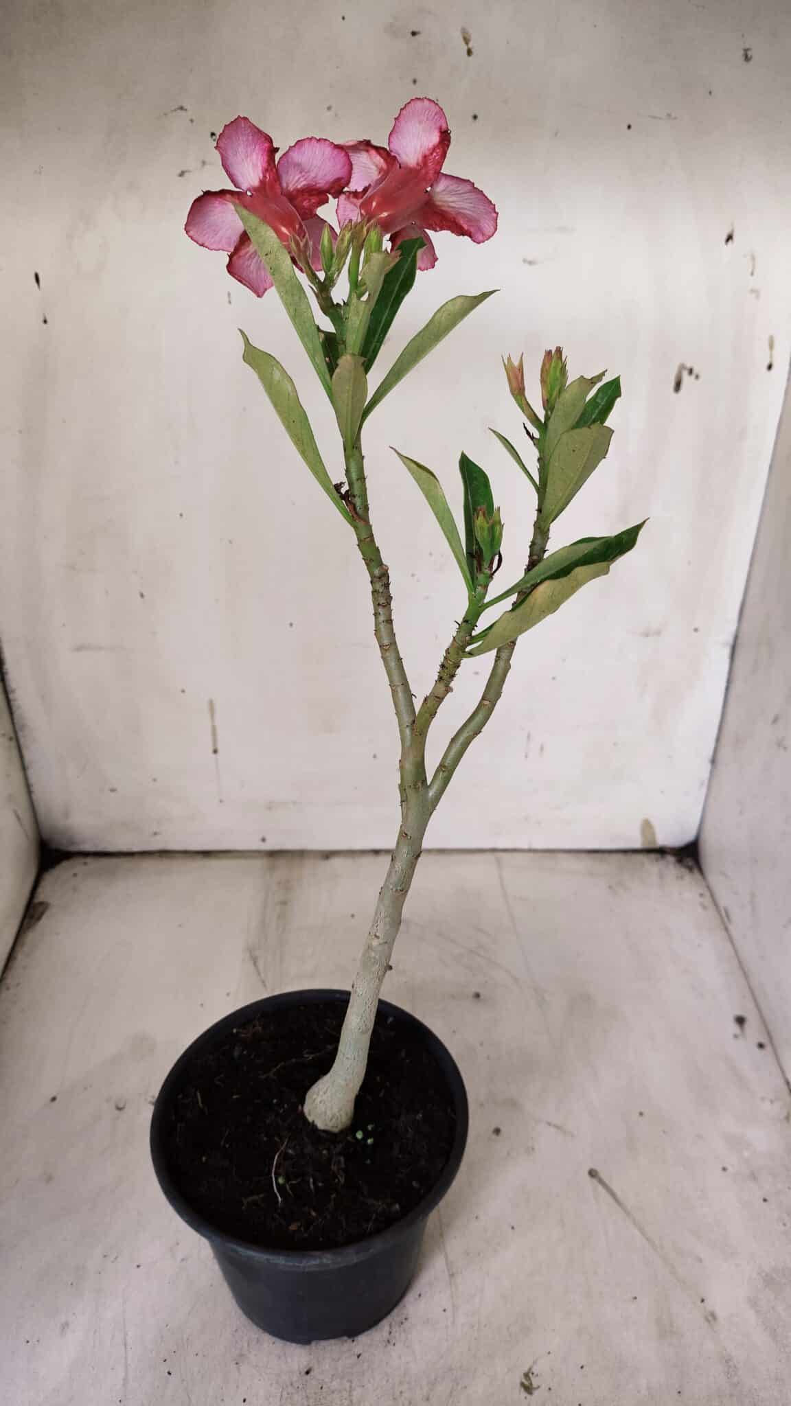 Planta Simples 2909 – 30cm – 02 anos