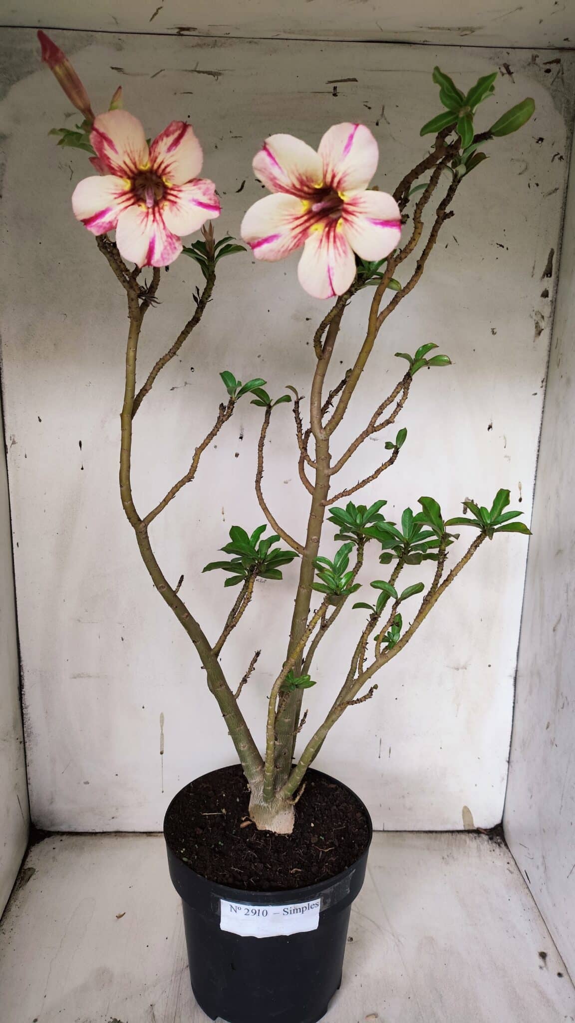 Planta Simples 2910 – 45cm – 03 anos