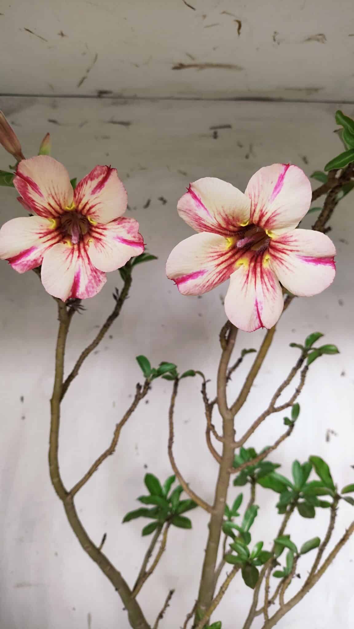 Planta Simples 2910 – 45cm – 03 anos