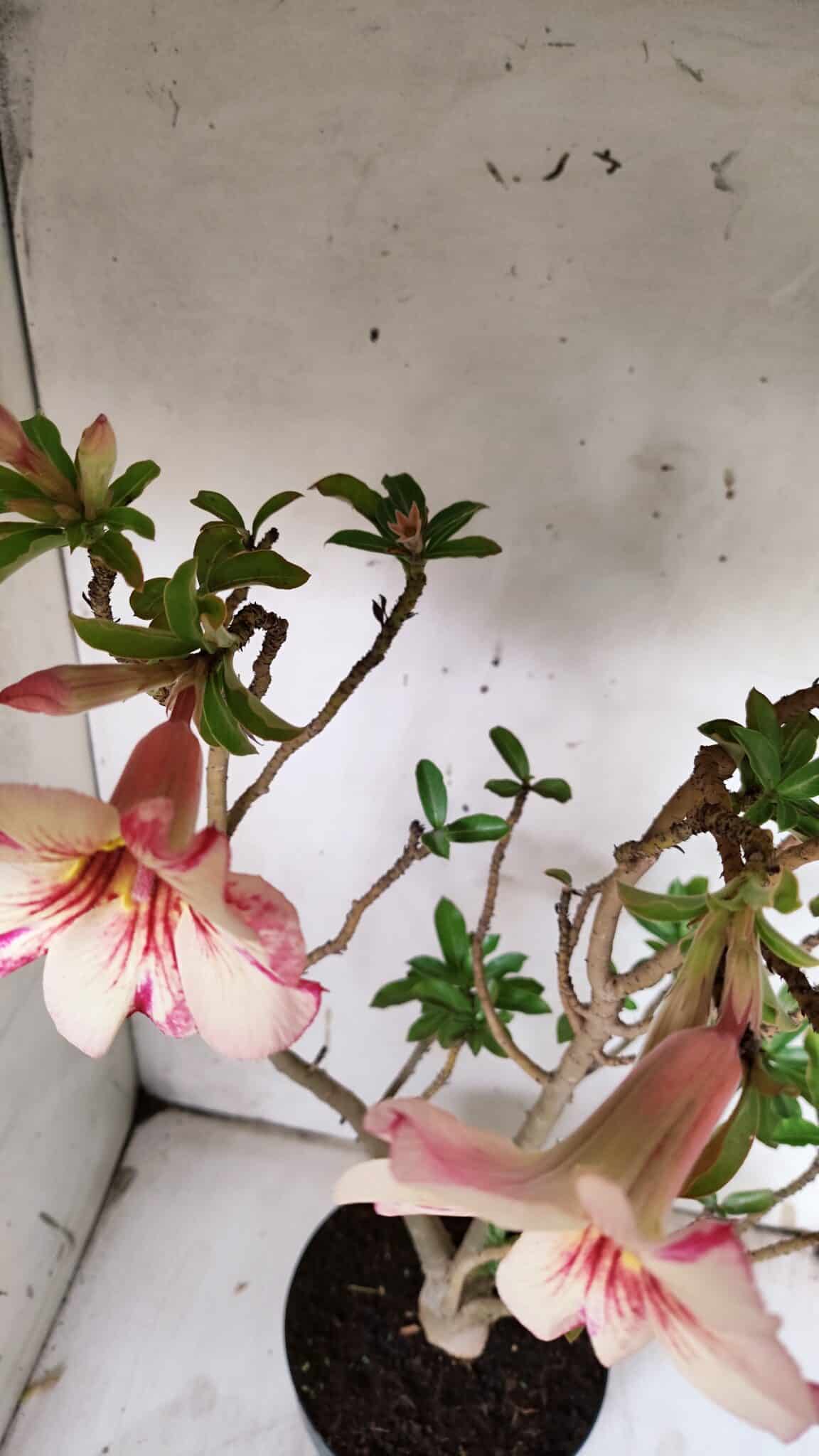Planta Simples 2910 – 45cm – 03 anos
