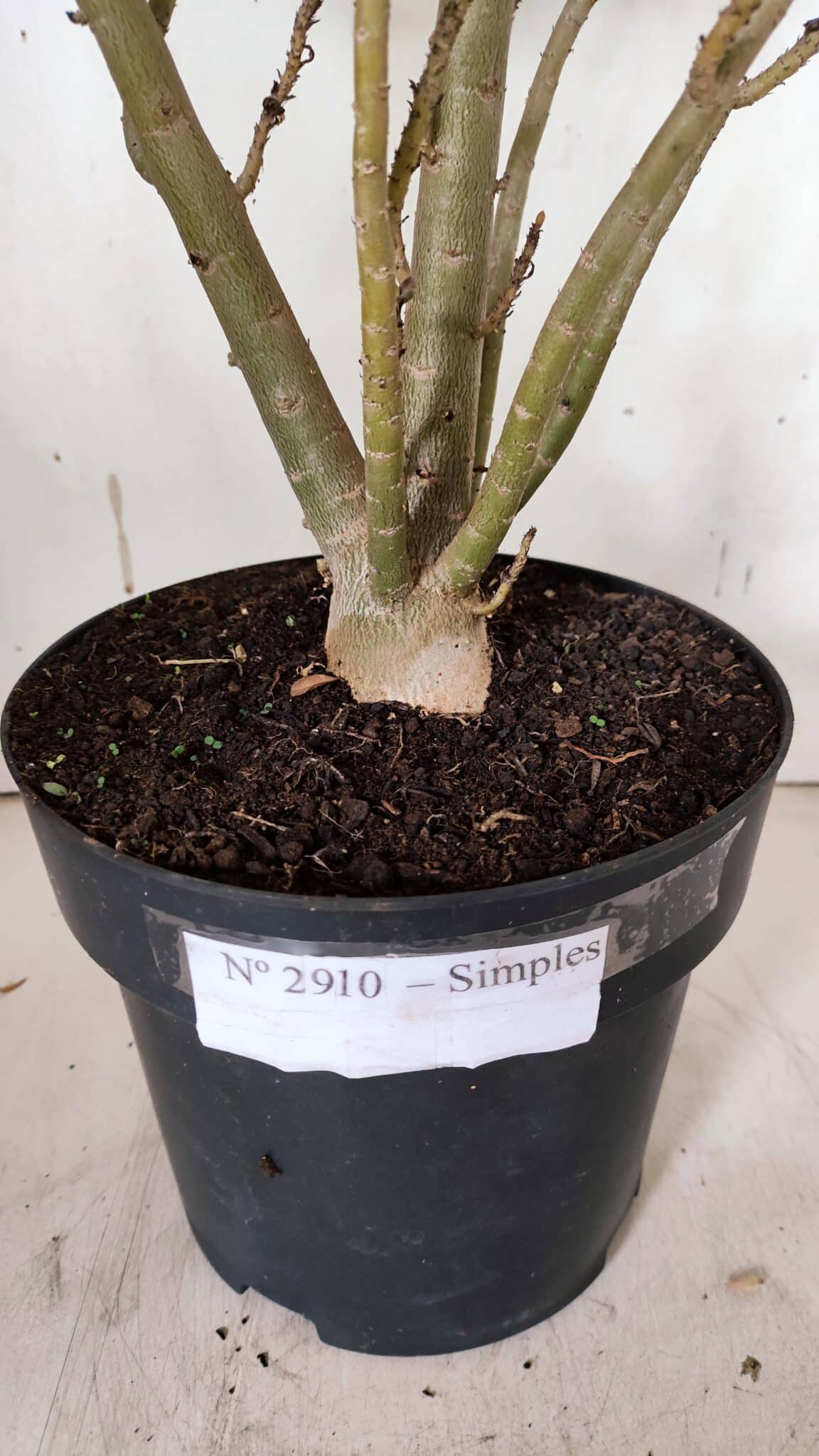 Planta Simples 2910 – 45cm – 03 anos