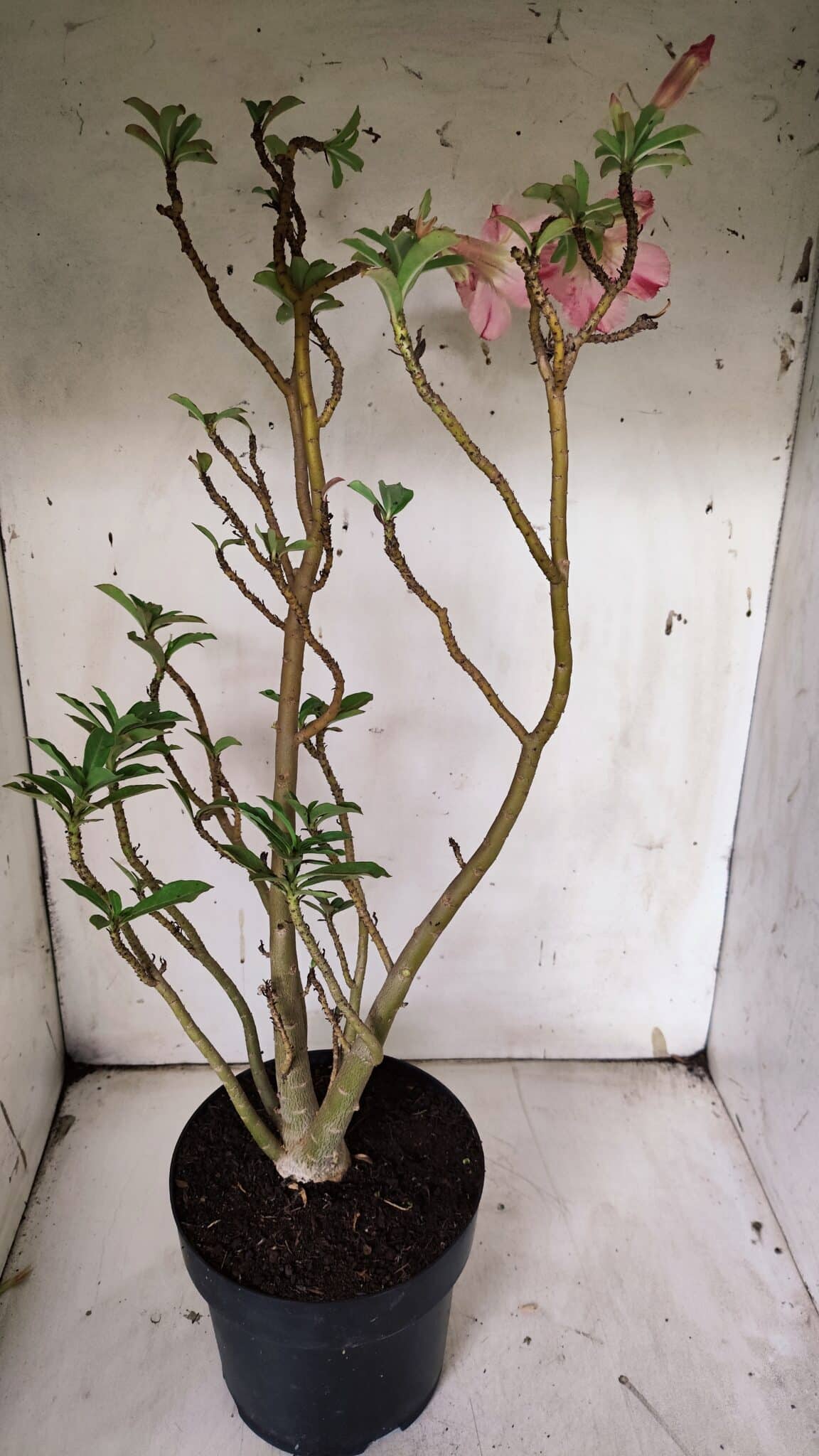 Planta Simples 2910 – 45cm – 03 anos