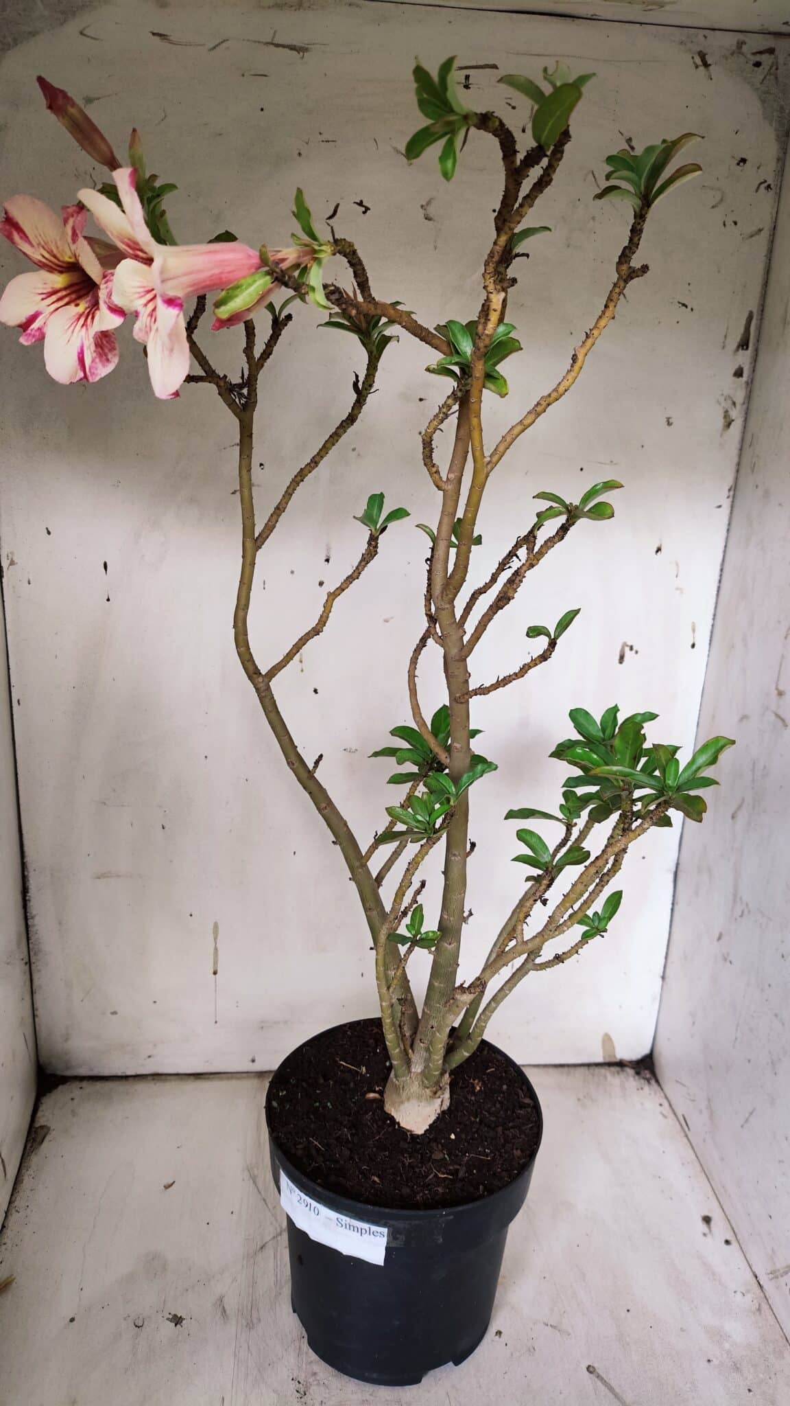 Planta Simples 2910 – 45cm – 03 anos