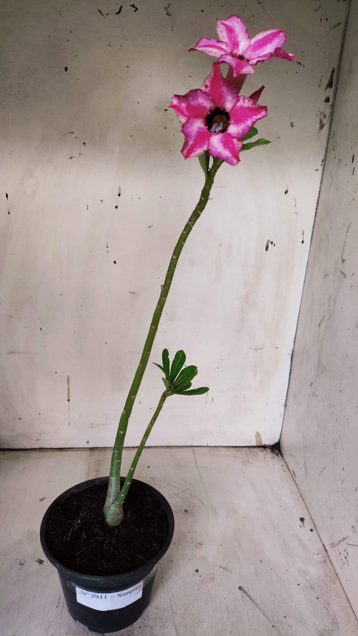 Planta Simples 2911 – 30cm – 02 anos