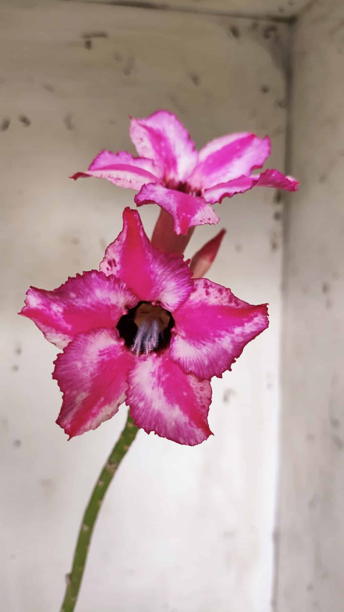Planta Simples 2911 – 30cm – 02 anos