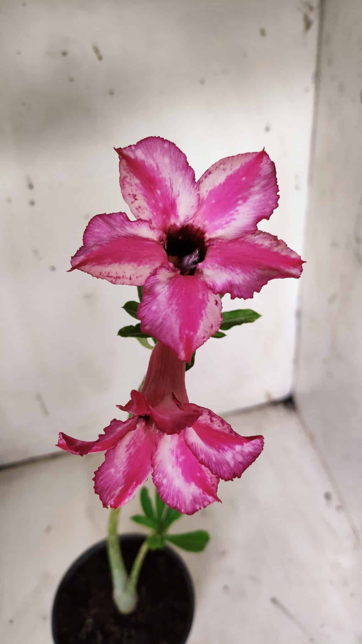Planta Simples 2911 – 30cm – 02 anos