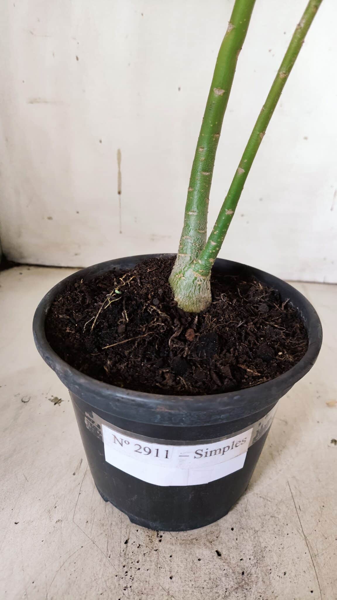 Planta Simples 2911 – 30cm – 02 anos