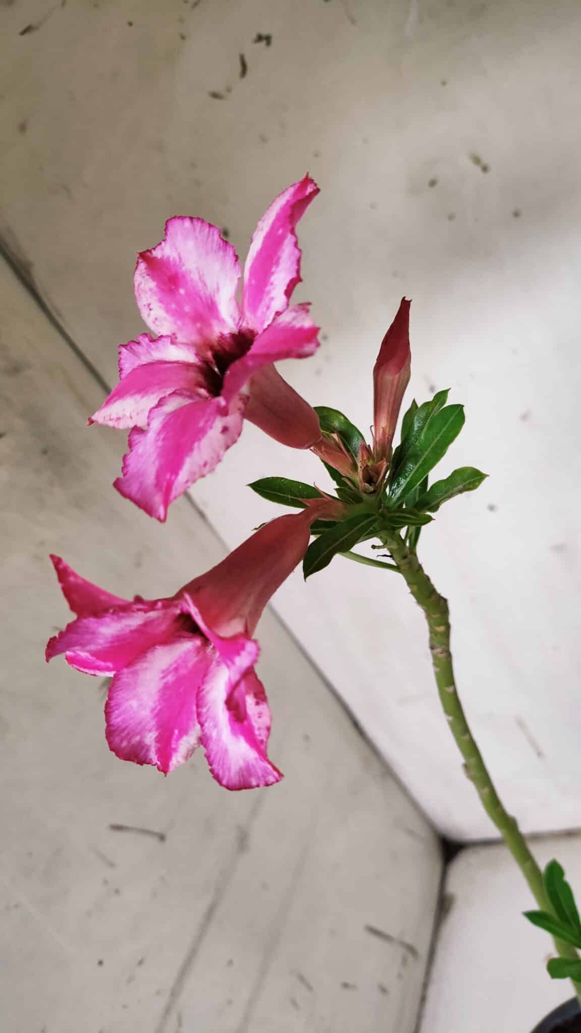 Planta Simples 2911 – 30cm – 02 anos