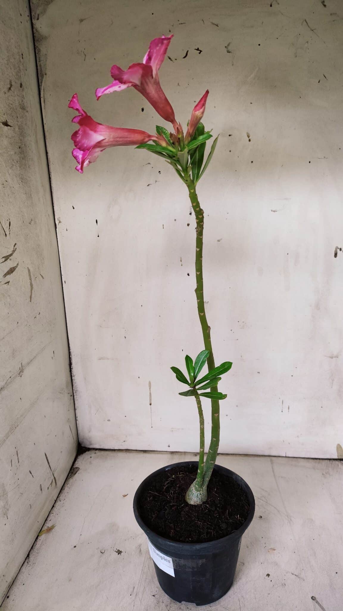 Planta Simples 2911 – 30cm – 02 anos