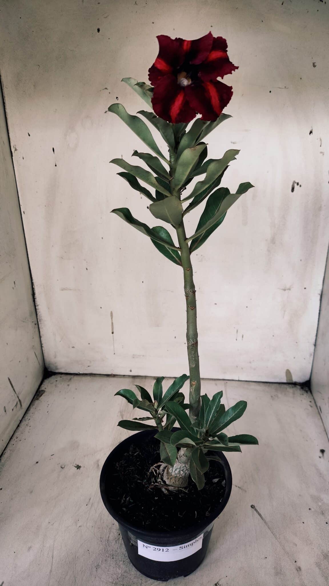 Planta Simples 2912 – 30cm – 02 anos - vaso 15