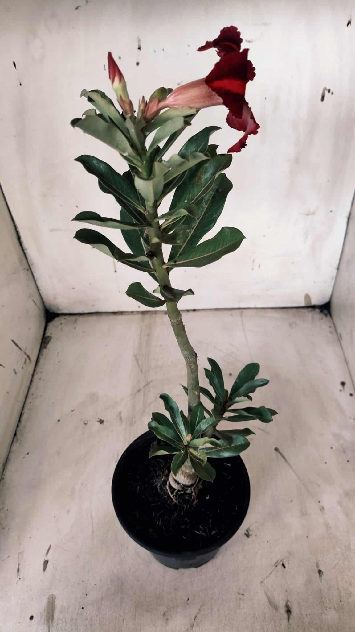 Planta Simples 2912 – 30cm – 02 anos - vaso 15