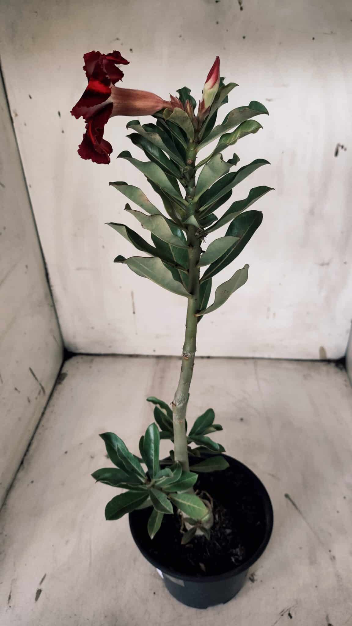 Planta Simples 2912 – 30cm – 02 anos - vaso 15