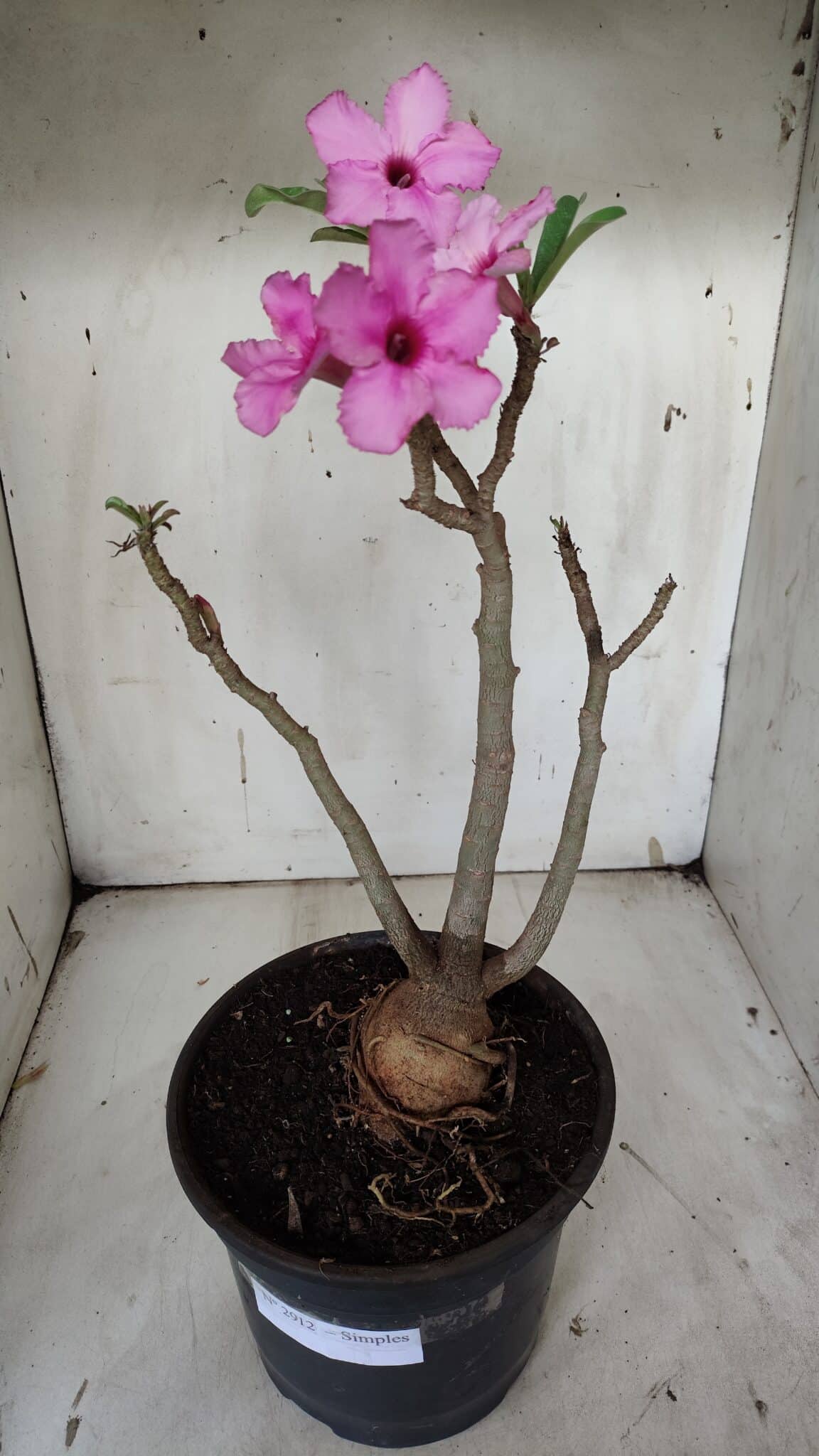 Planta Simples 2912 – 40cm – 03 anos - vaso 20