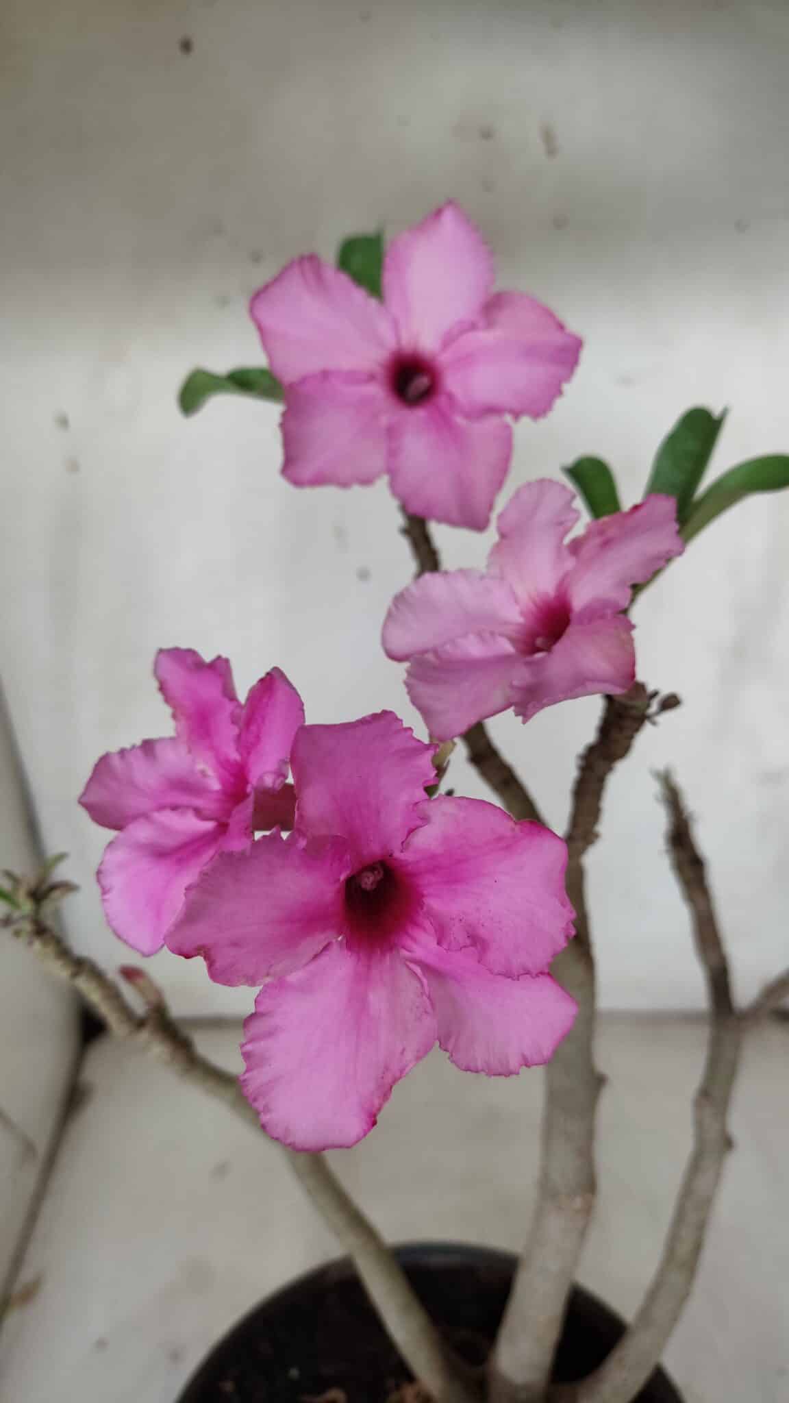 Planta Simples 2912 – 40cm – 03 anos - vaso 20