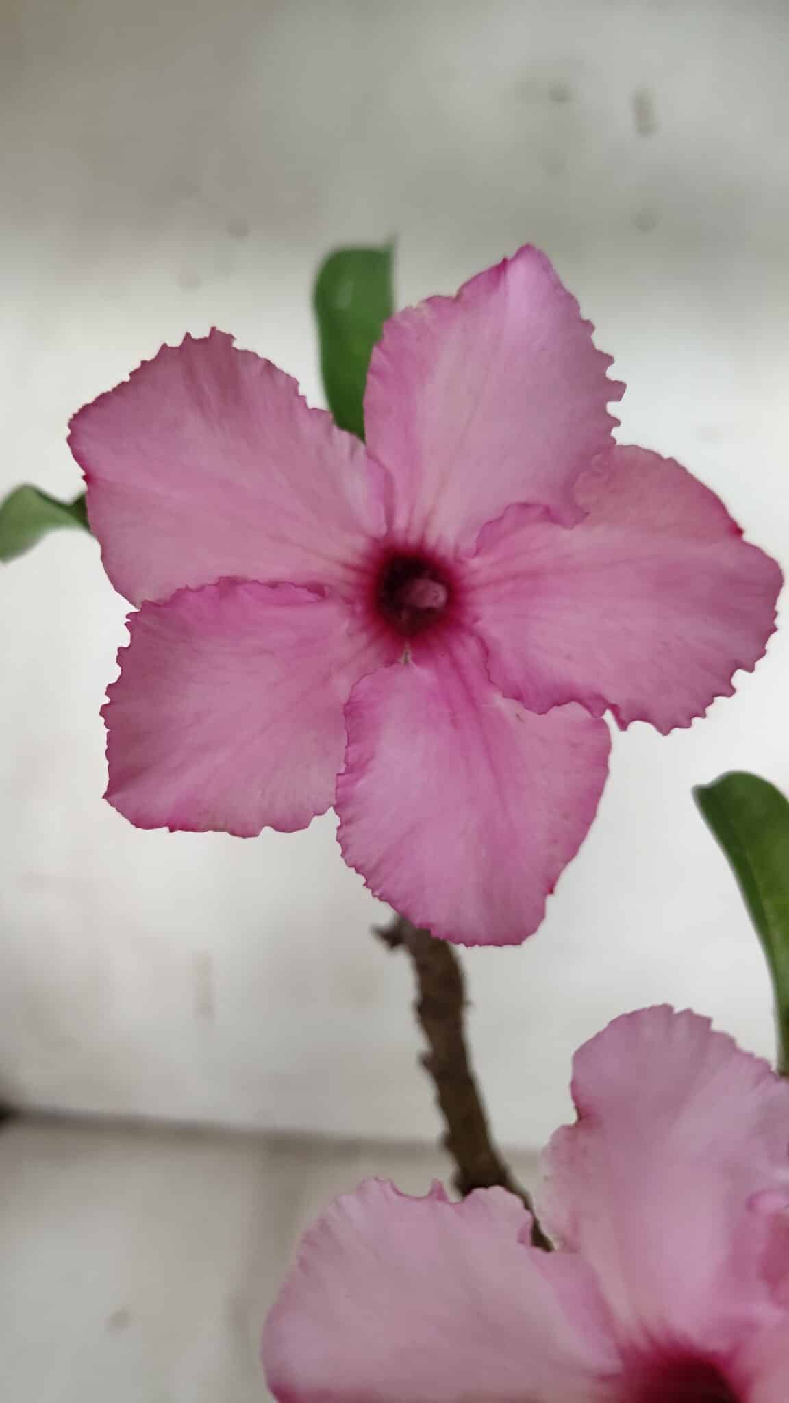Planta Simples 2912 – 40cm – 03 anos - vaso 20