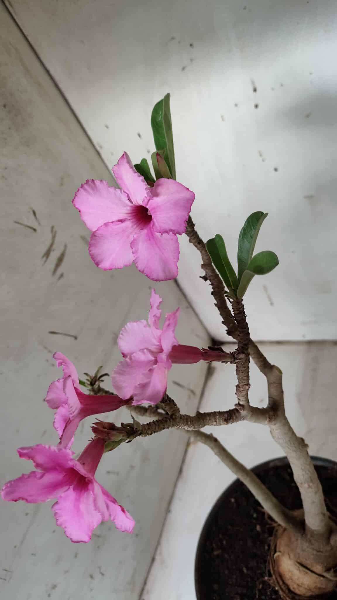 Planta Simples 2912 – 40cm – 03 anos - vaso 20