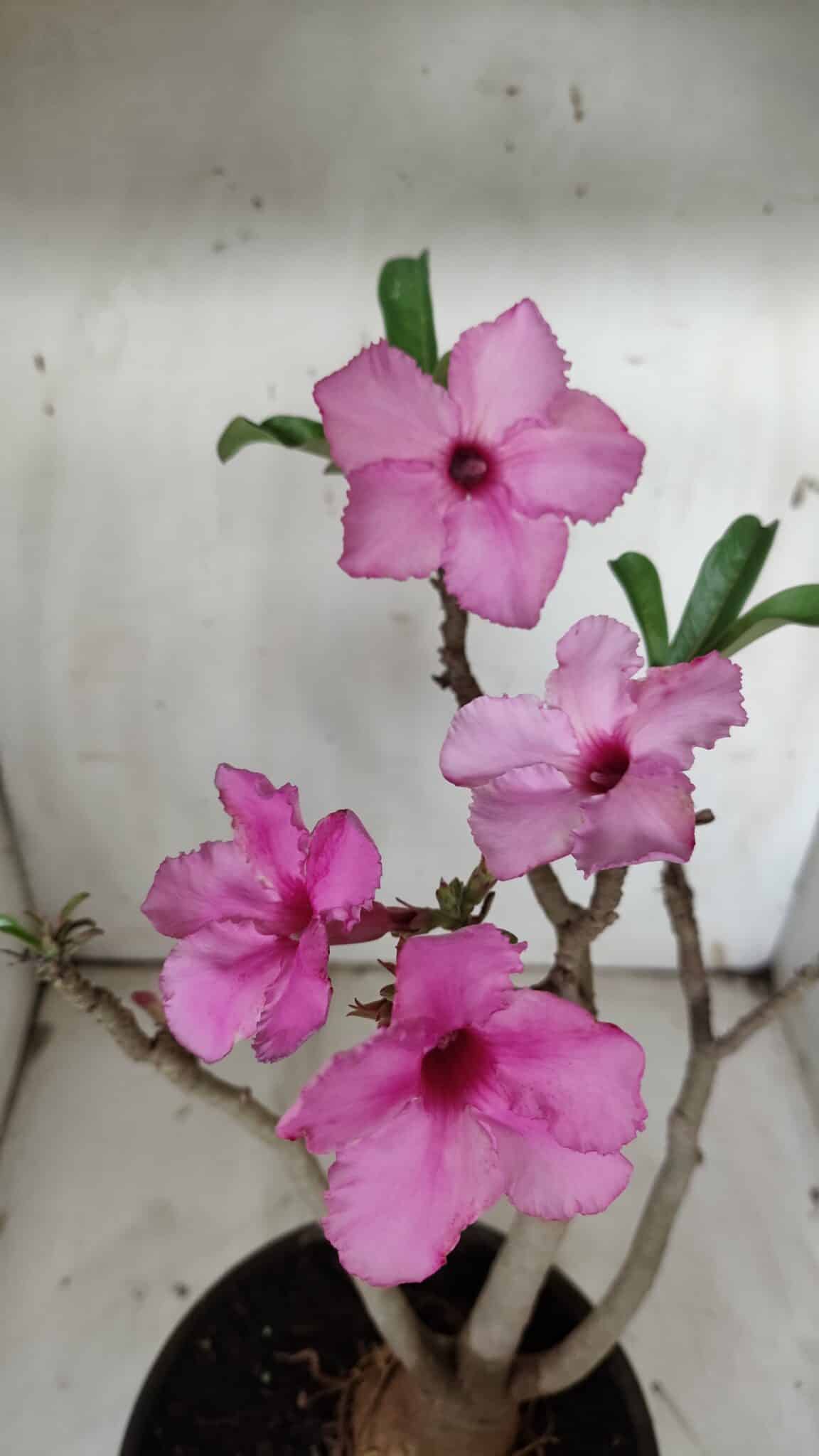 Planta Simples 2912 – 40cm – 03 anos - vaso 20