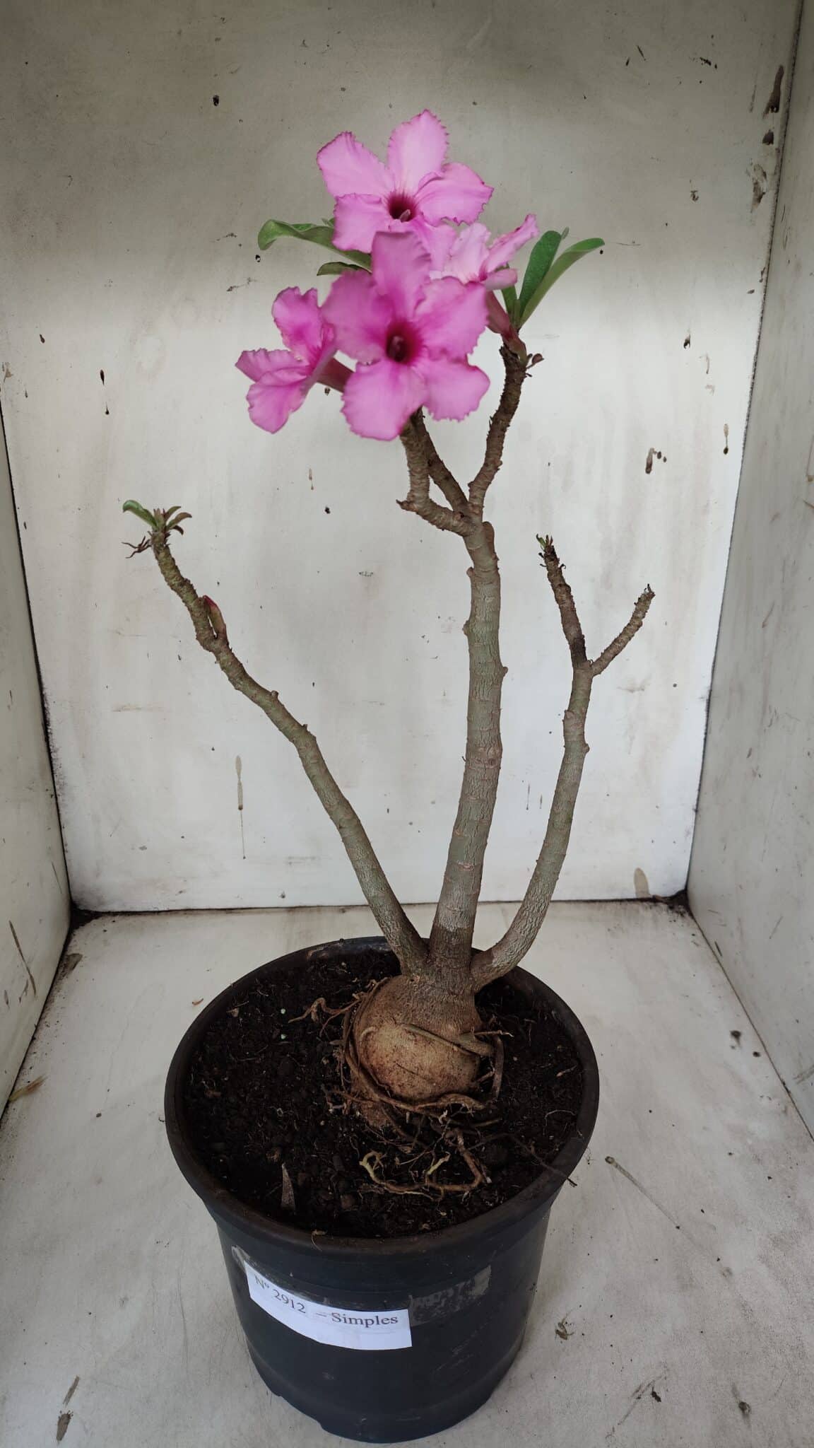 Planta Simples 2912 – 40cm – 03 anos - vaso 20