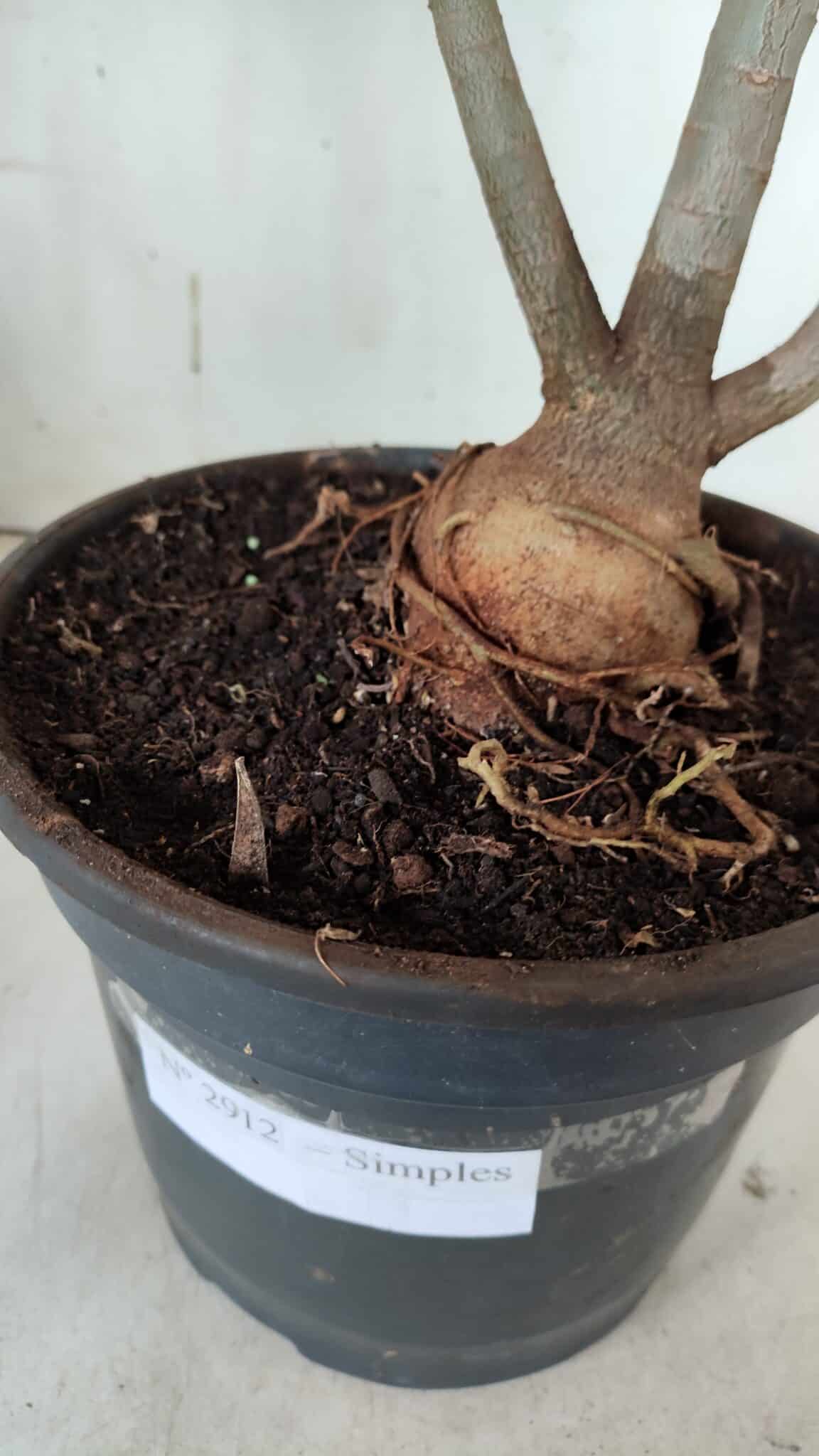 Planta Simples 2912 – 40cm – 03 anos - vaso 20