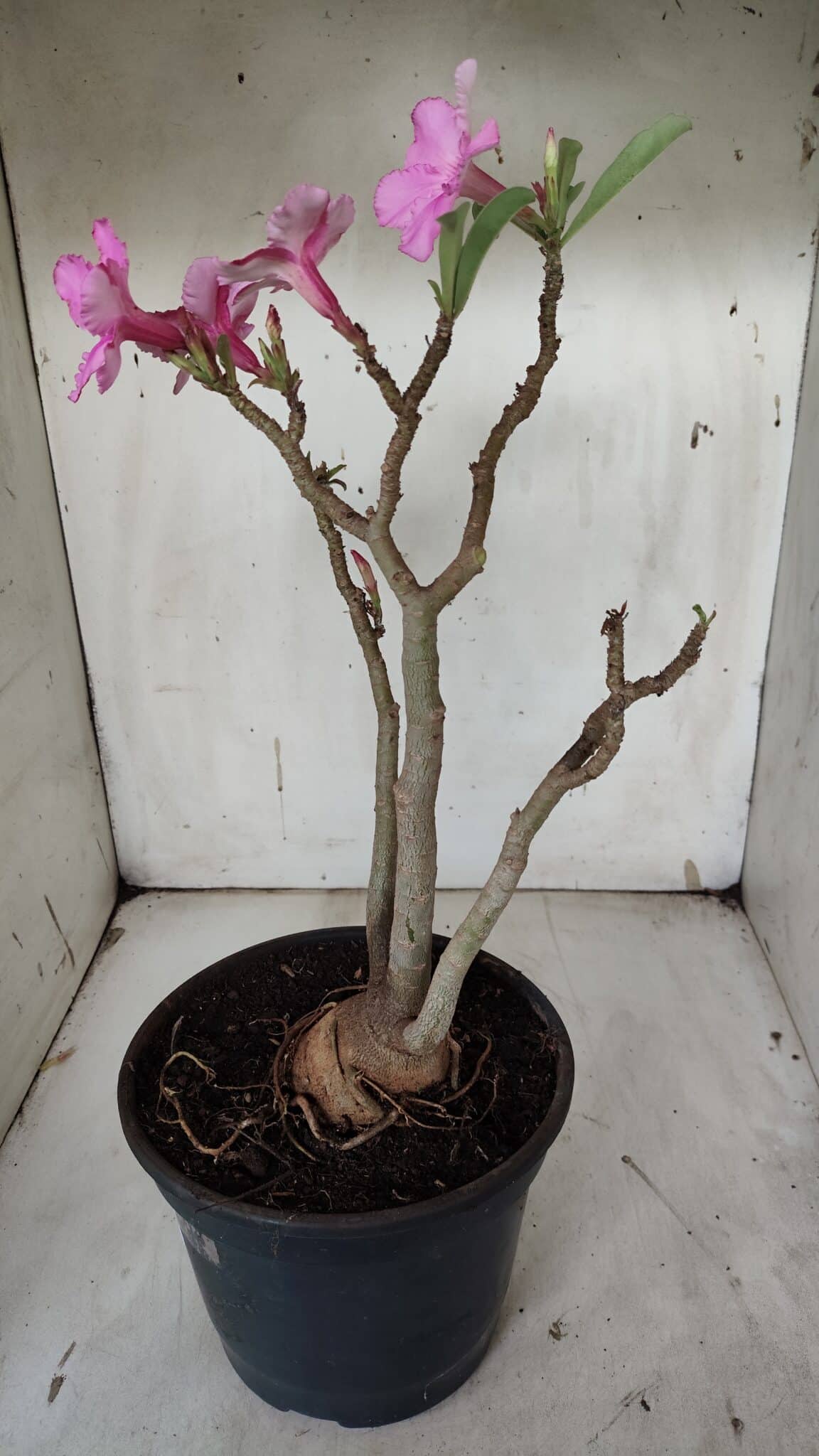 Planta Simples 2912 – 40cm – 03 anos - vaso 20