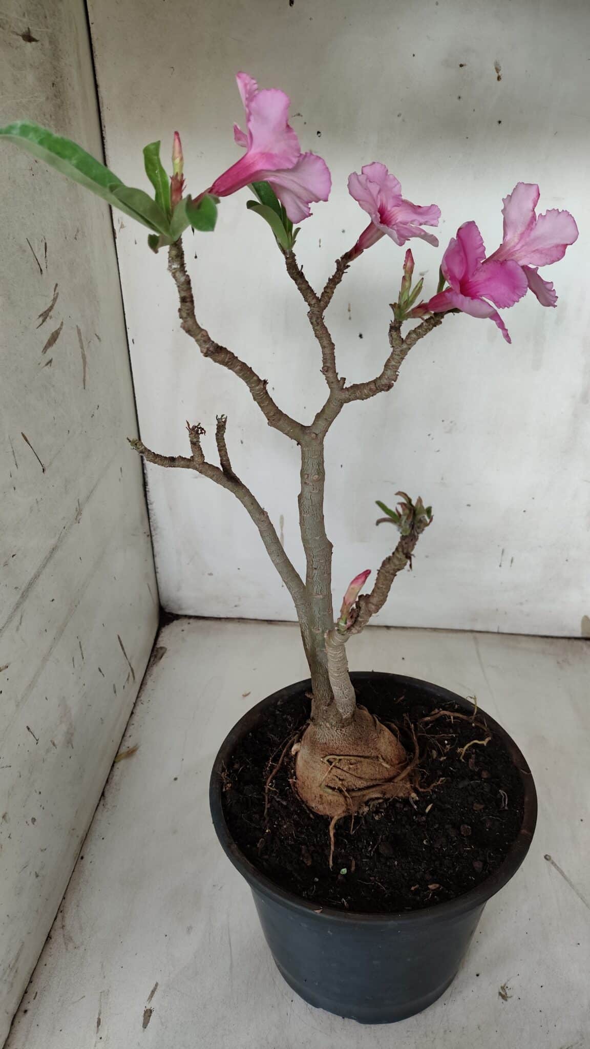 Planta Simples 2912 – 40cm – 03 anos - vaso 20