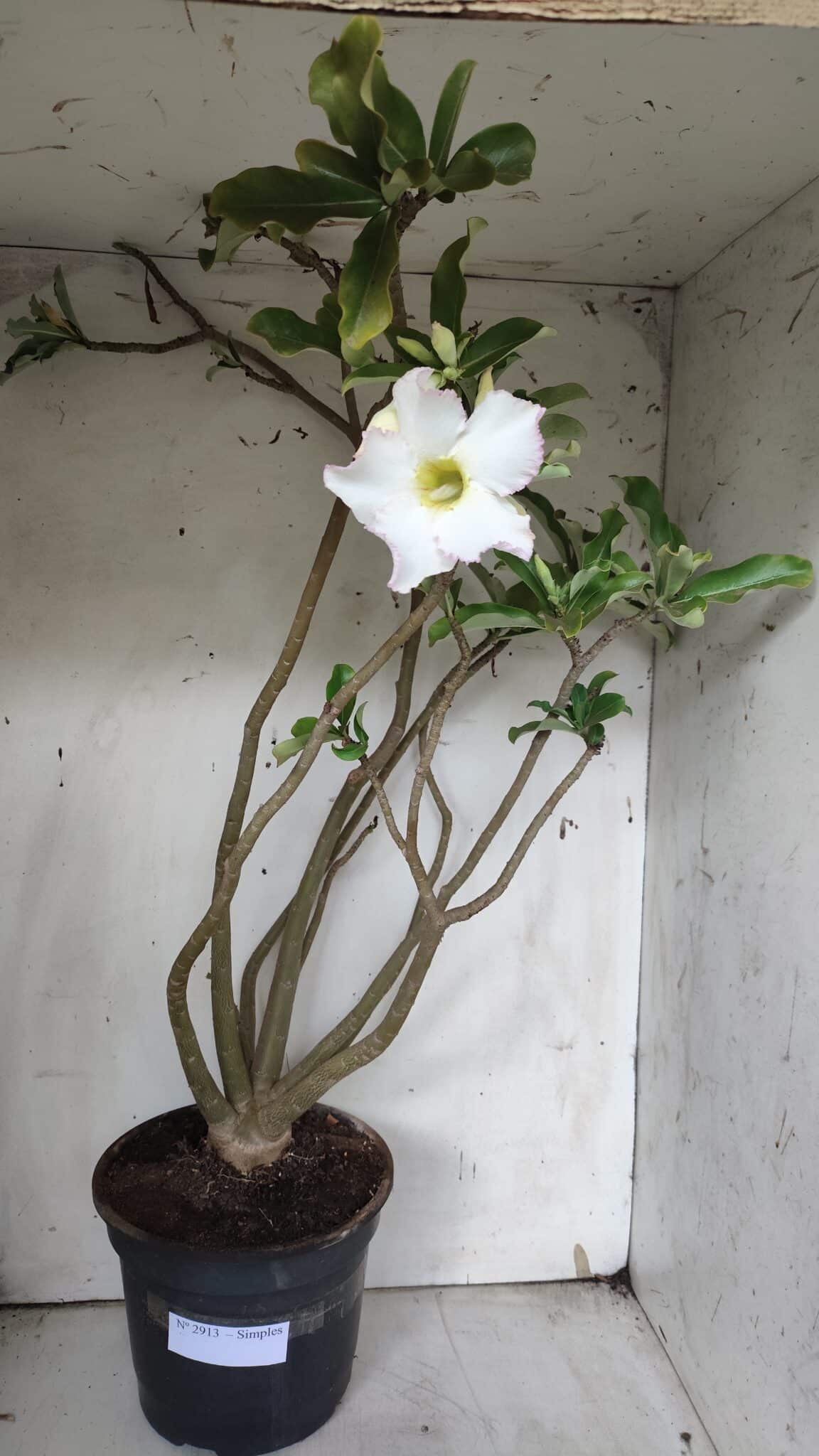 Planta Simples 2913 – 55cm – 05 anos