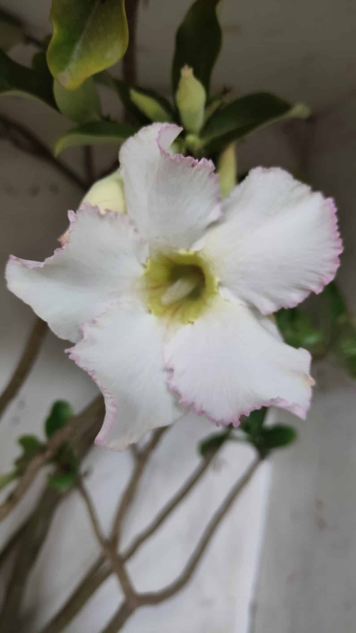 Planta Simples 2913 – 55cm – 05 anos