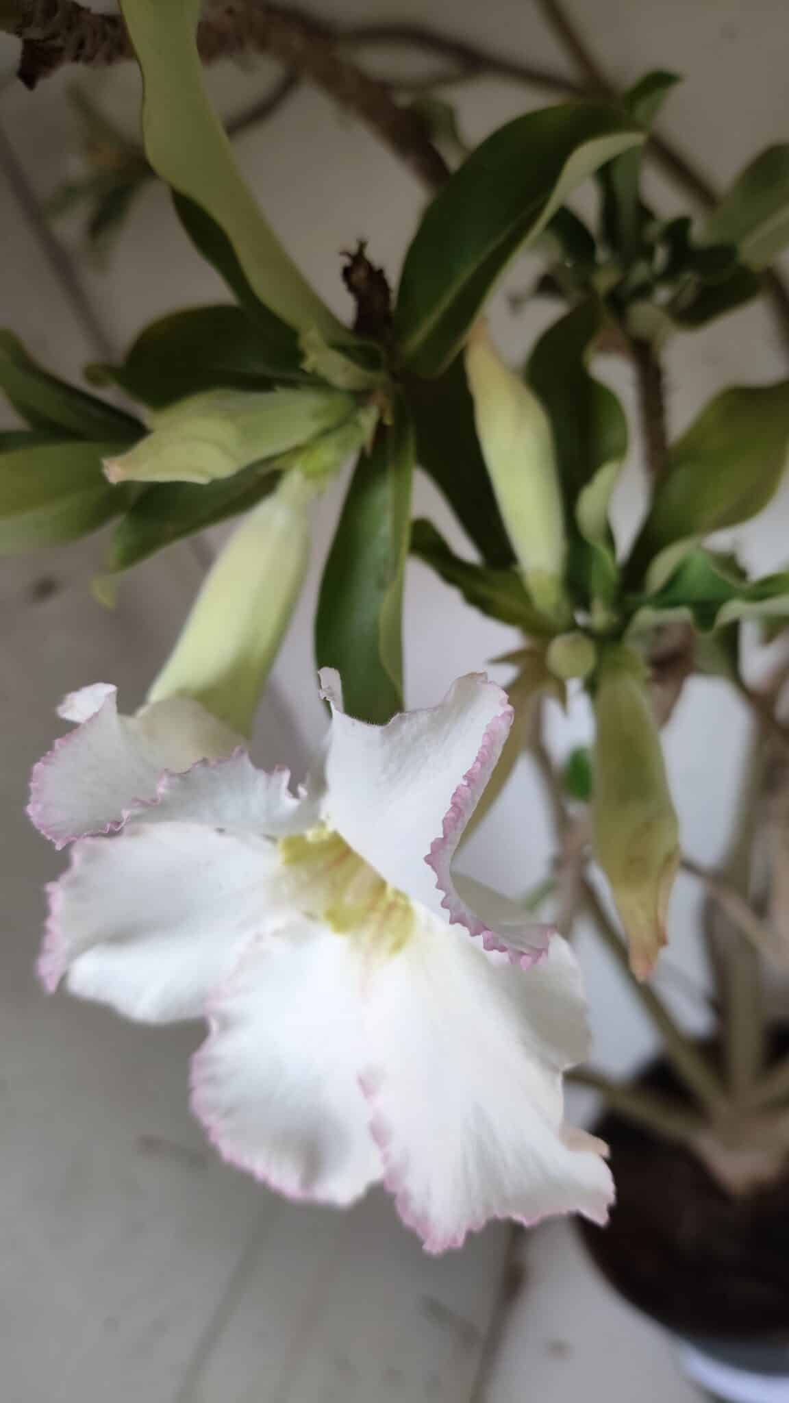 Planta Simples 2913 – 55cm – 05 anos