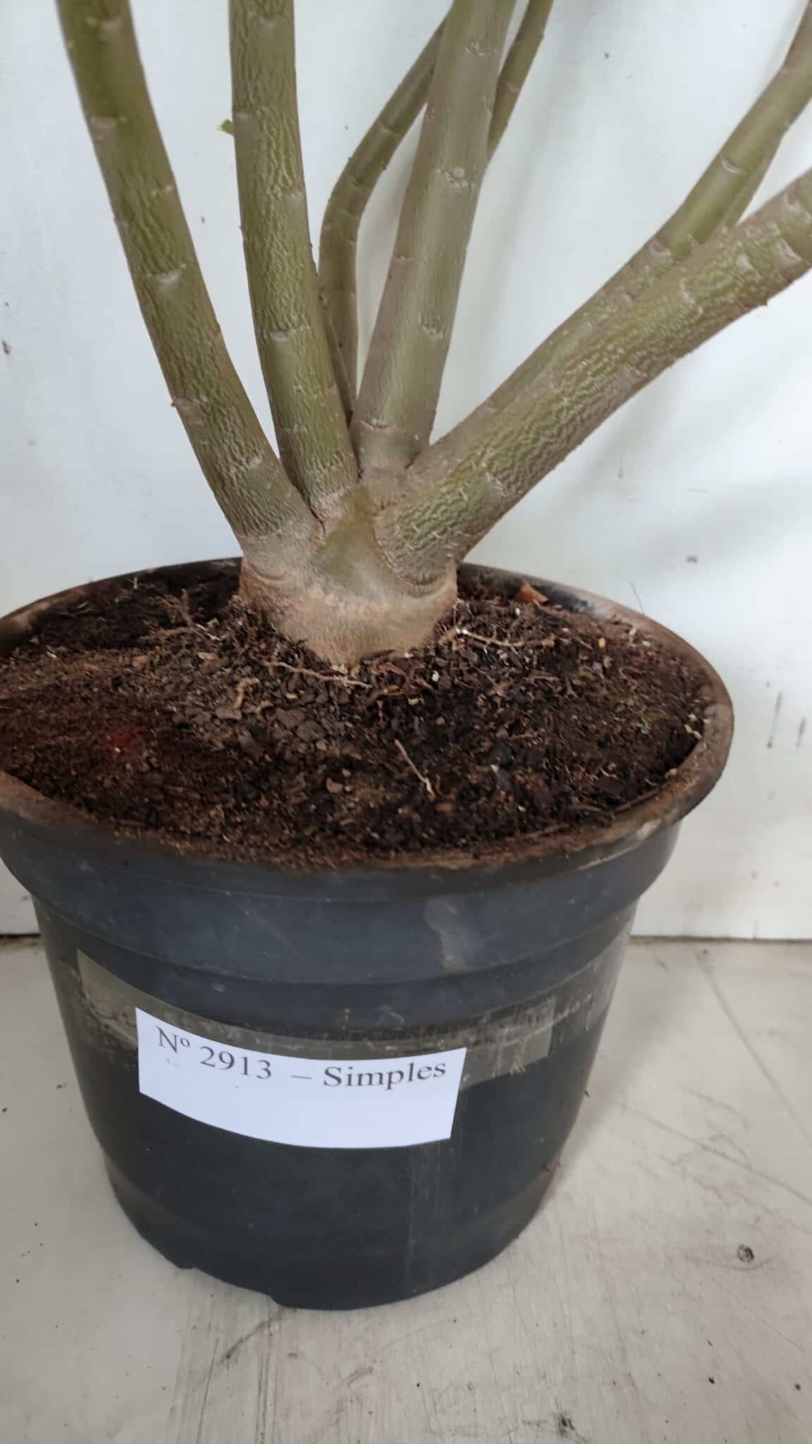 Planta Simples 2913 – 55cm – 05 anos