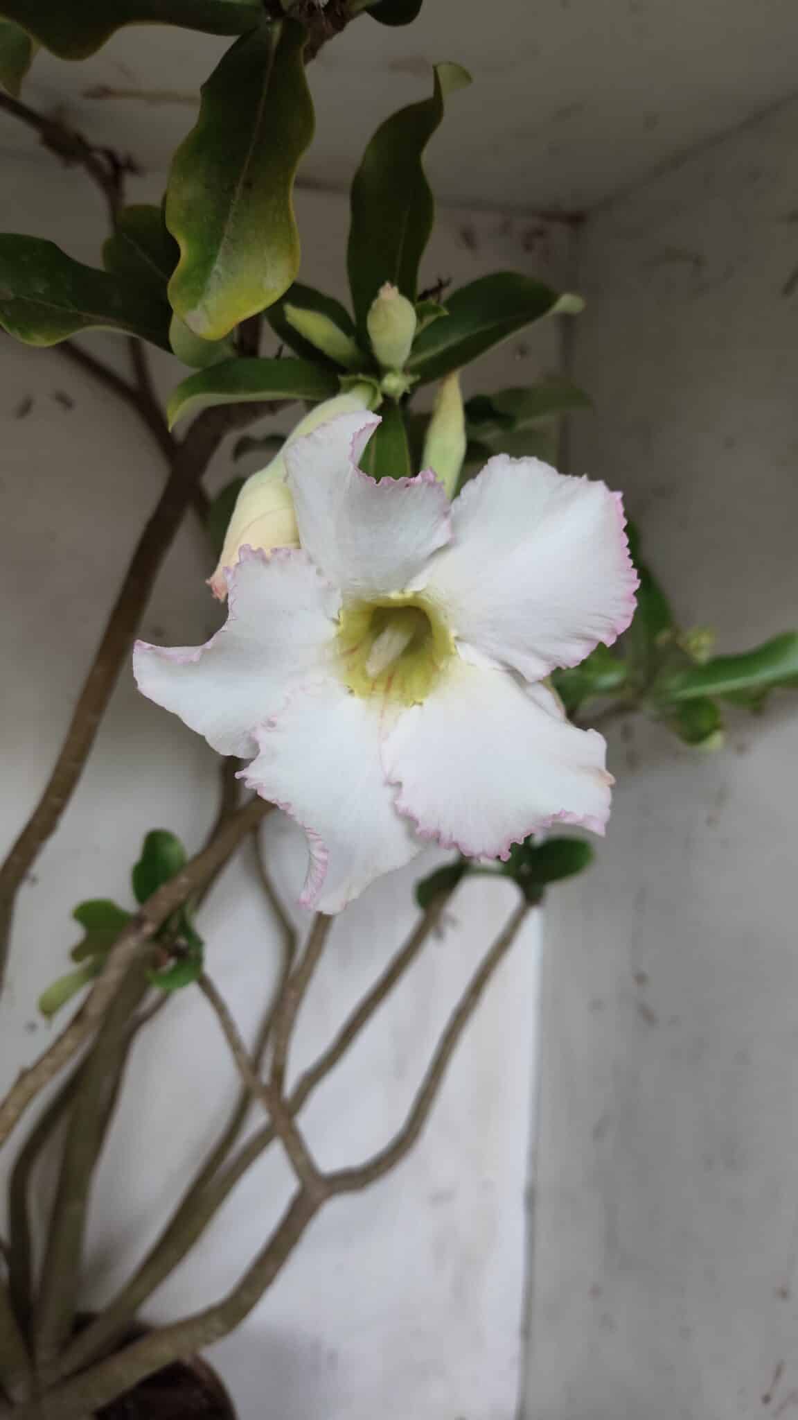 Planta Simples 2913 – 55cm – 05 anos