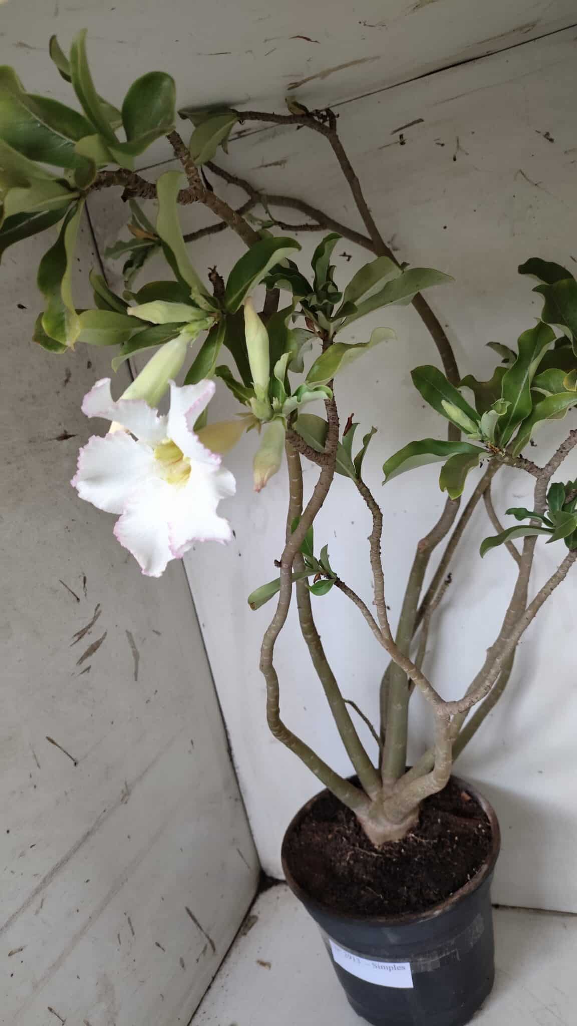 Planta Simples 2913 – 55cm – 05 anos
