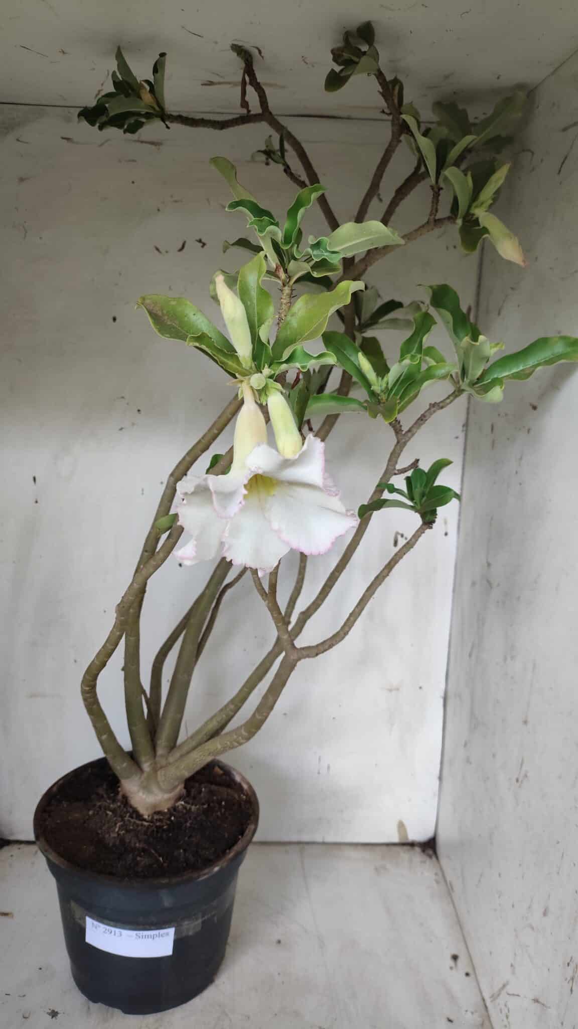 Planta Simples 2913 – 55cm – 05 anos