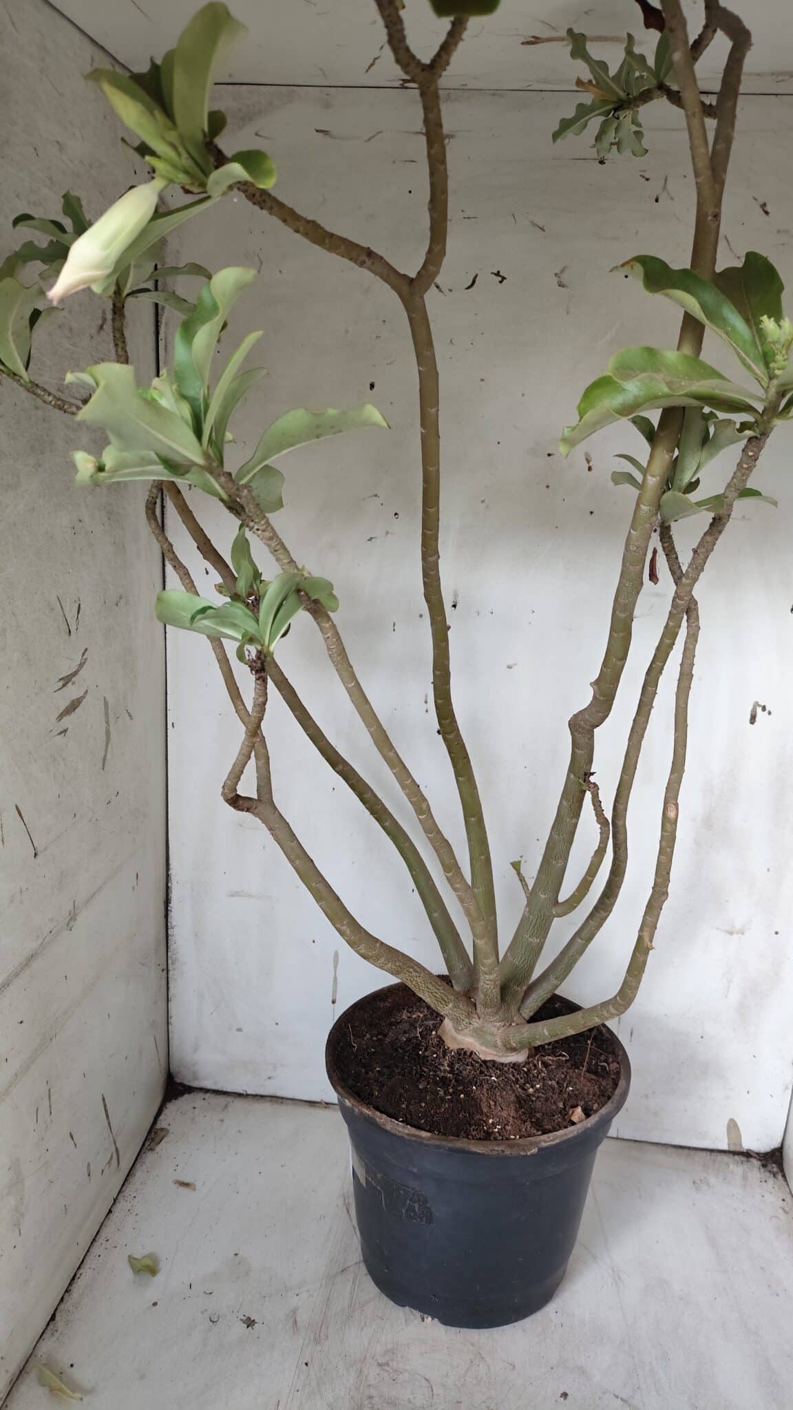 Planta Simples 2913 – 55cm – 05 anos