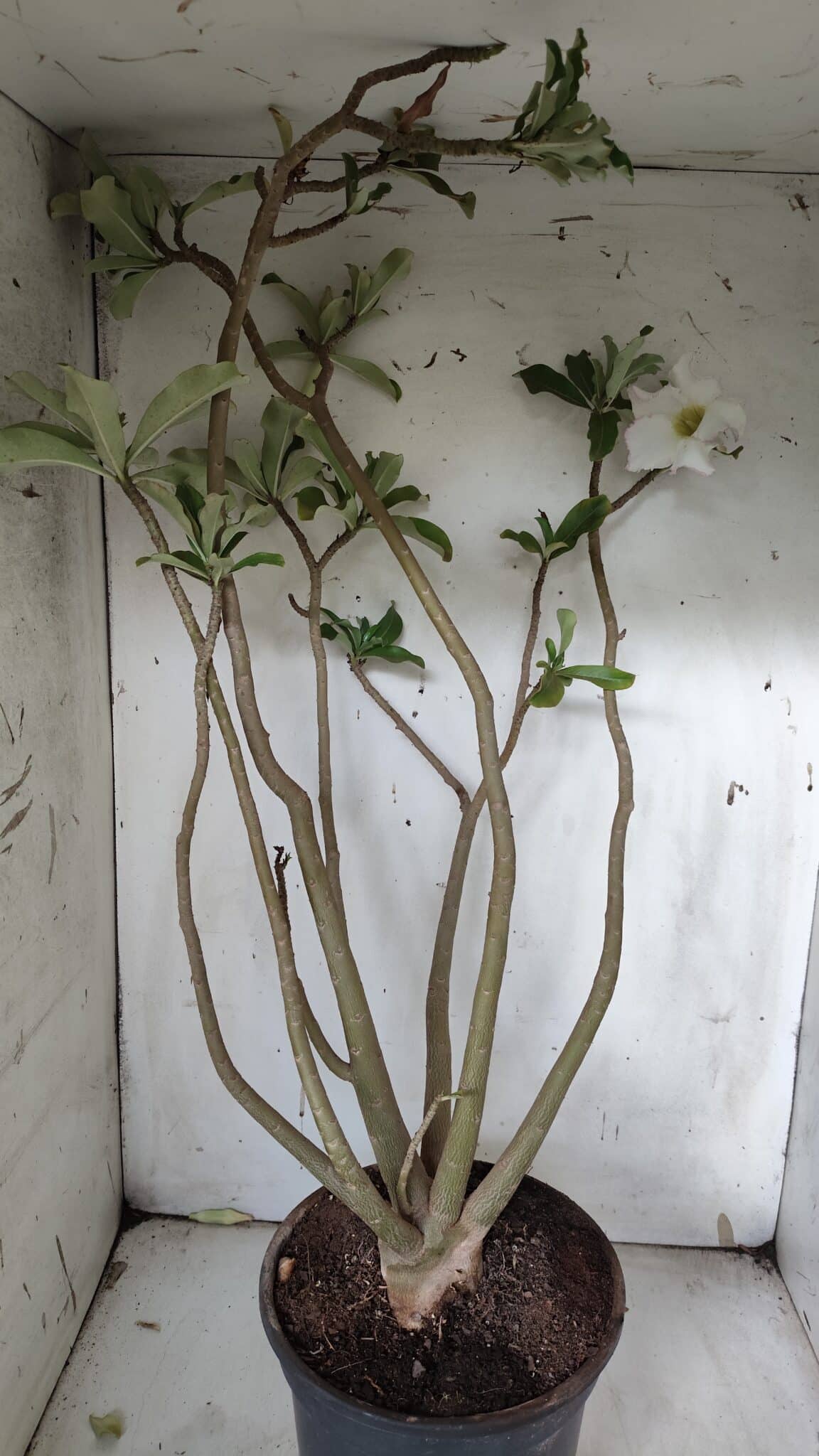 Planta Simples 2913 – 55cm – 05 anos