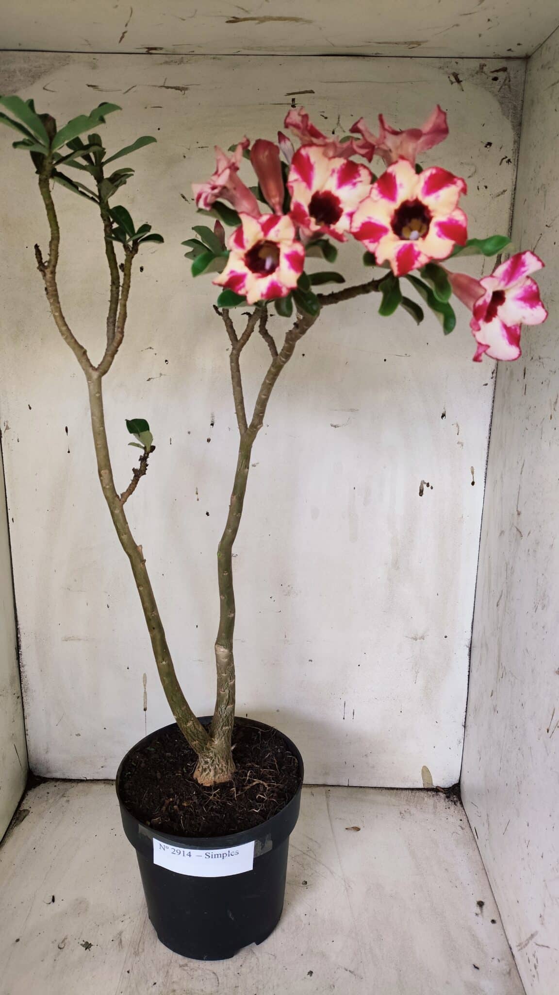 Planta Simples 2914 – 50cm – 03 anos