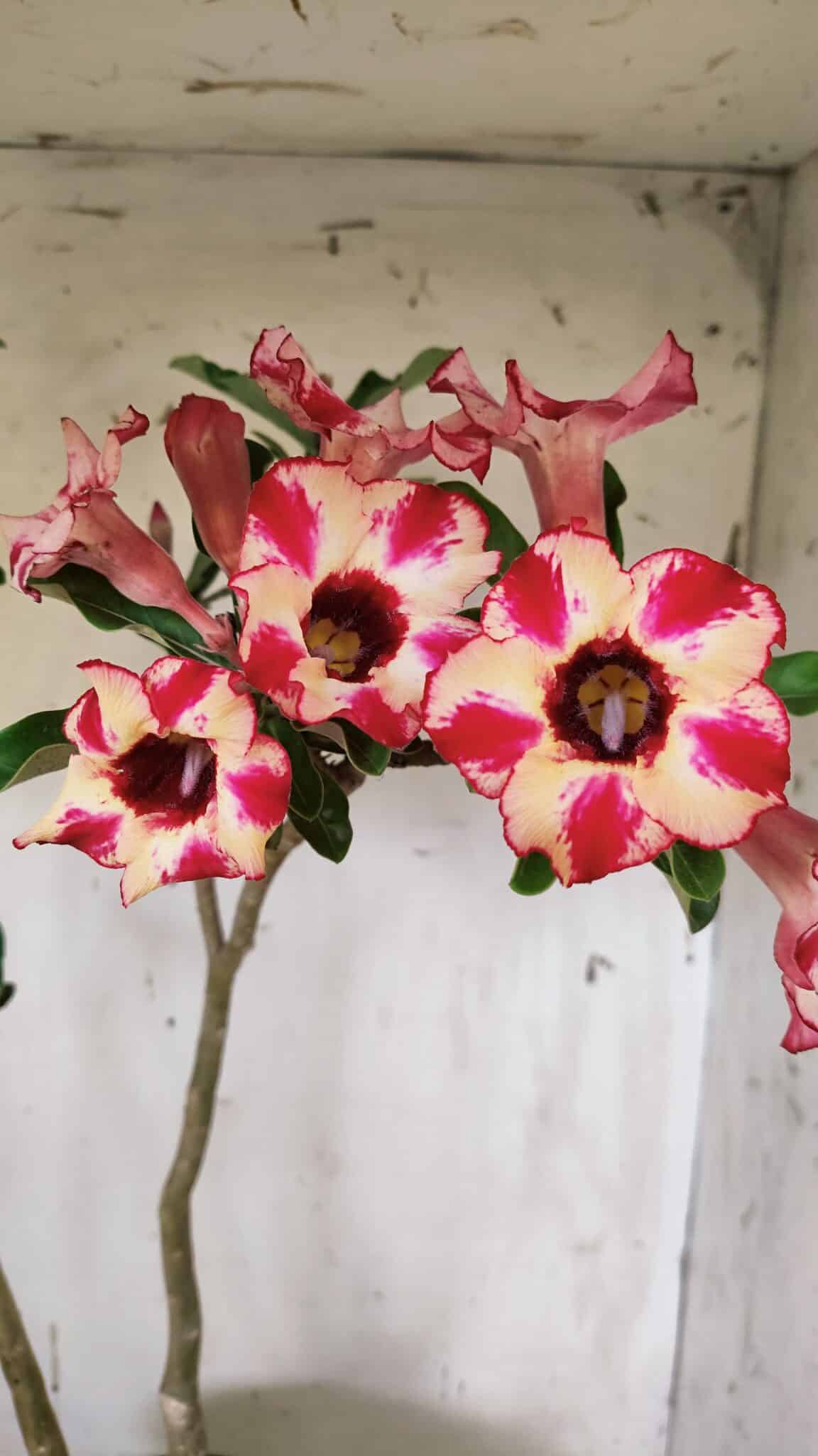 Planta Simples 2914 – 50cm – 03 anos