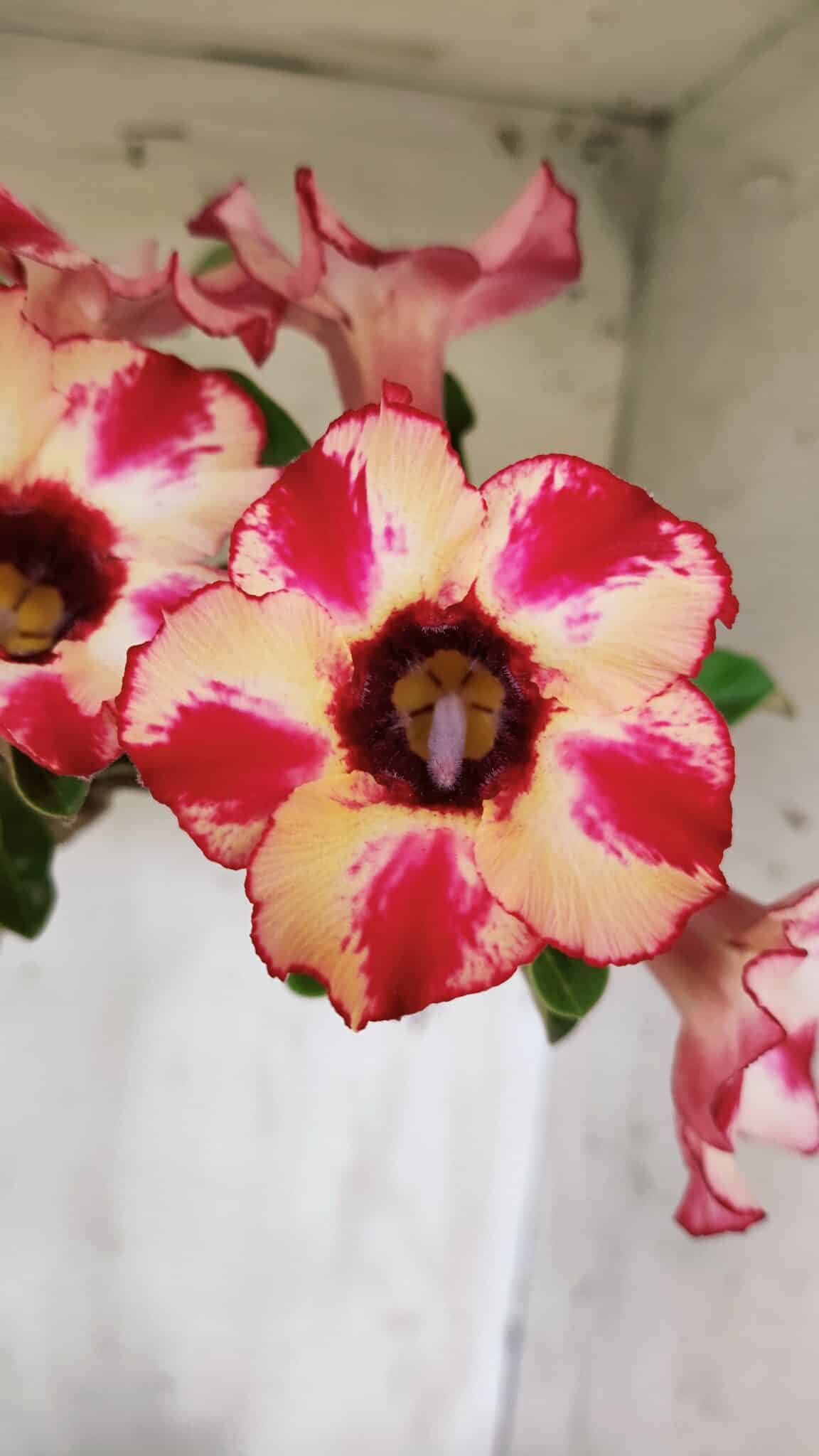 Planta Simples 2914 – 50cm – 03 anos
