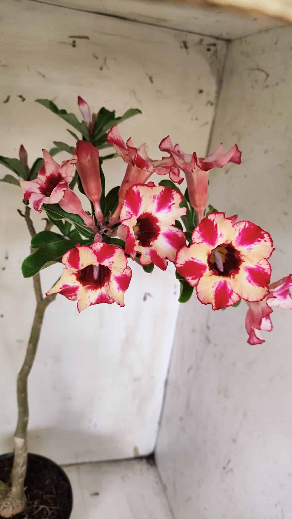 Planta Simples 2914 – 50cm – 03 anos