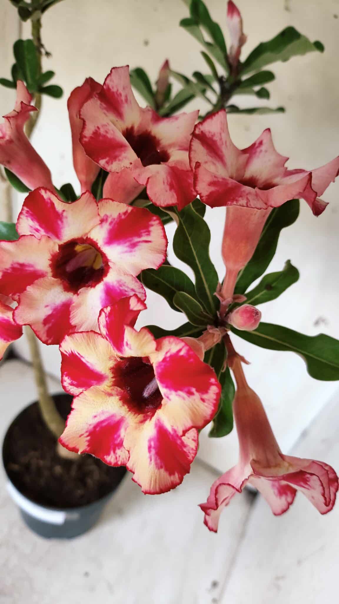 Planta Simples 2914 – 50cm – 03 anos