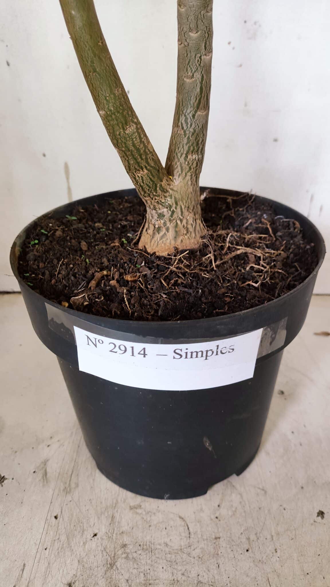 Planta Simples 2914 – 50cm – 03 anos