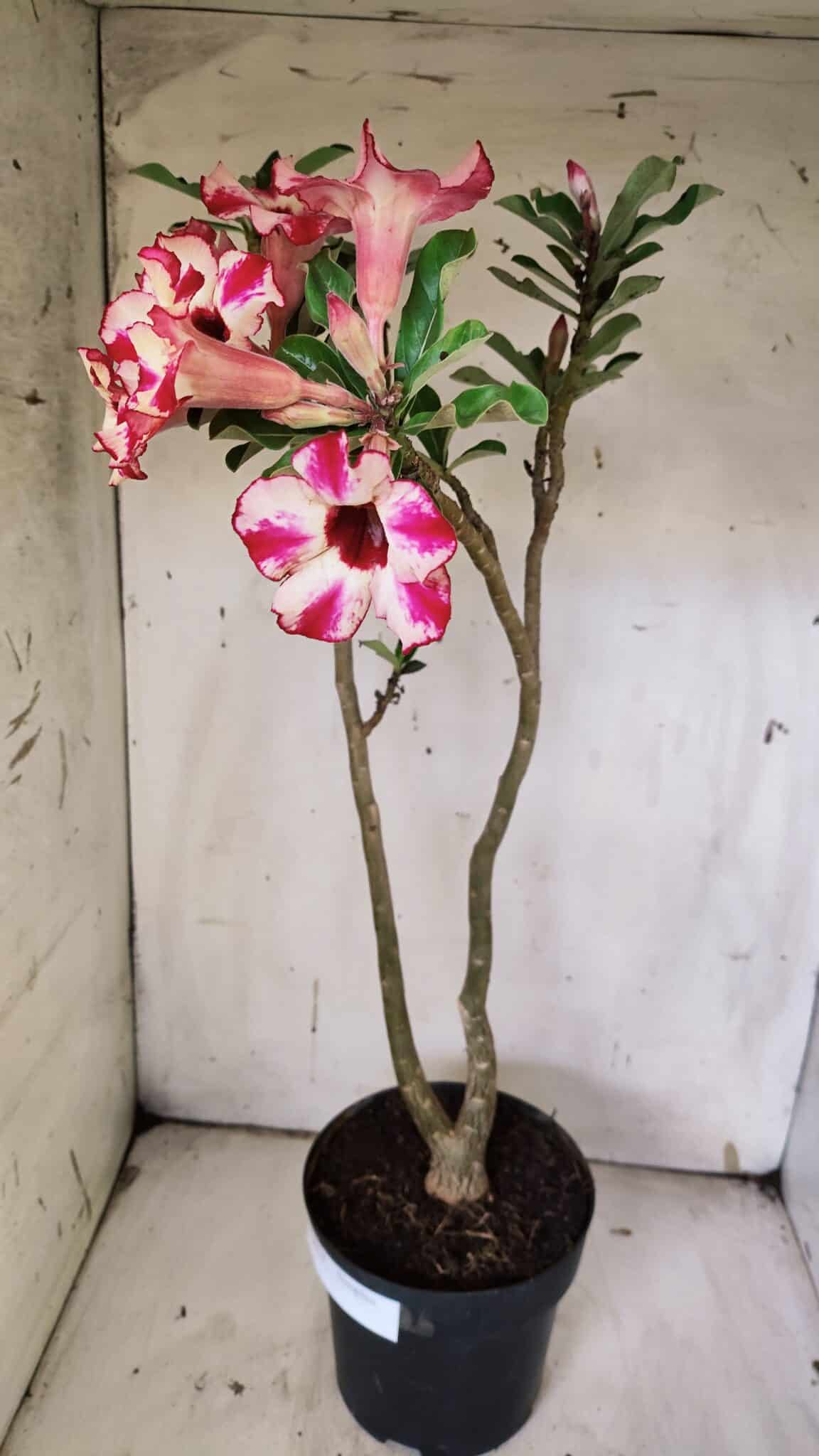 Planta Simples 2914 – 50cm – 03 anos