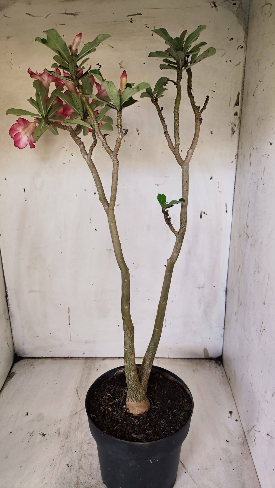 Planta Simples 2914 – 50cm – 03 anos