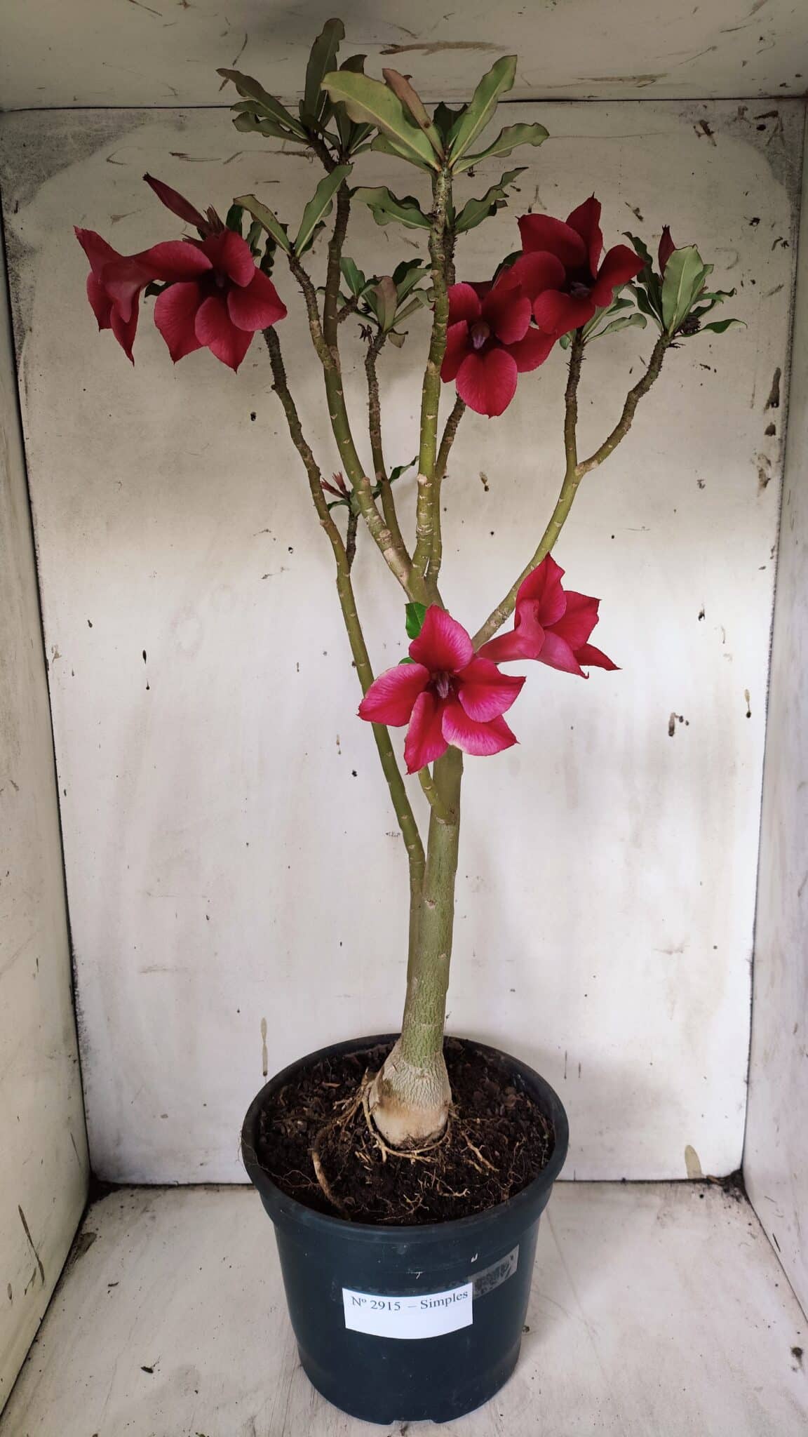 Planta Simples 2915 – 50cm – 03 anos