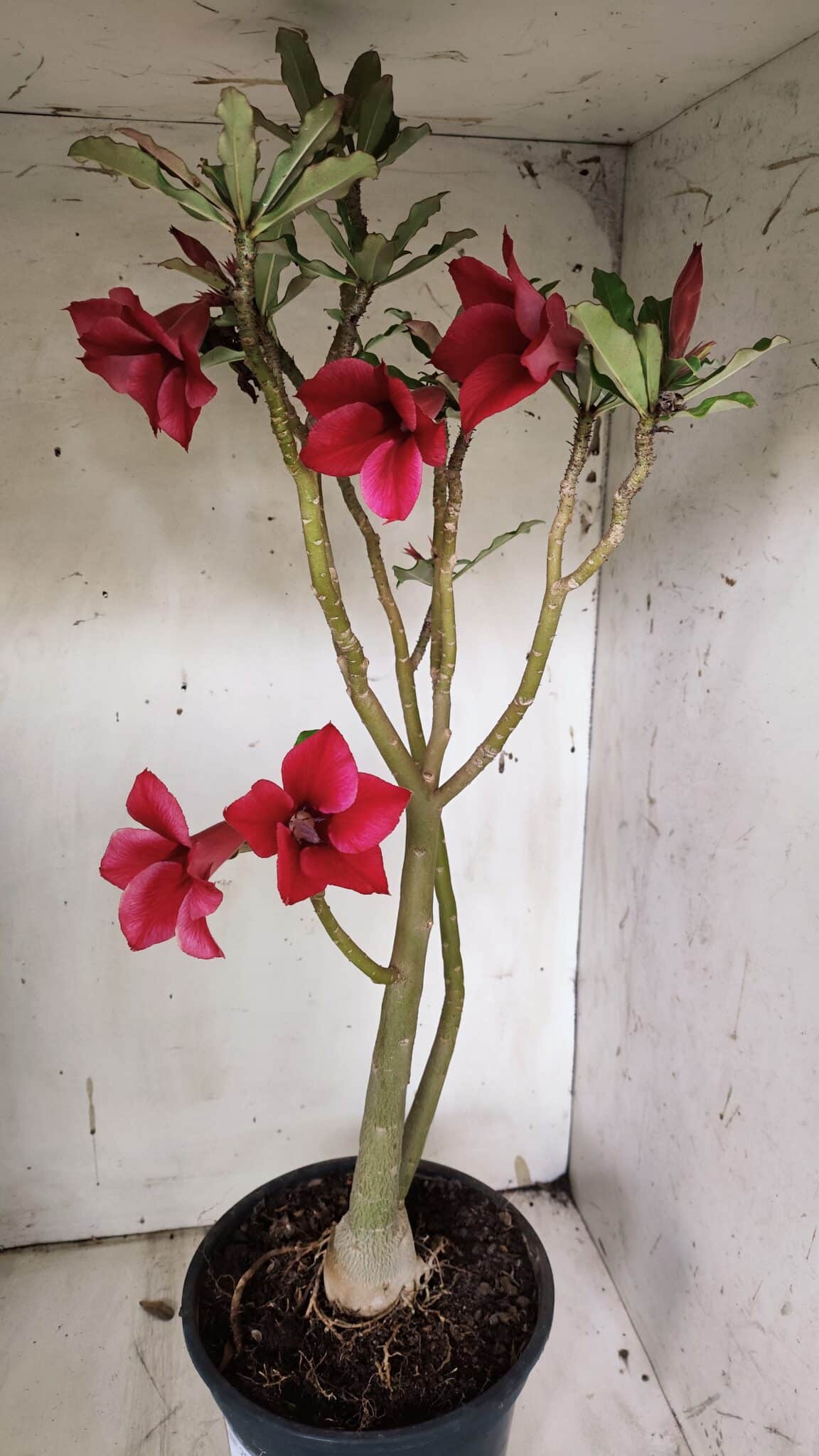 Planta Simples 2915 – 50cm – 03 anos