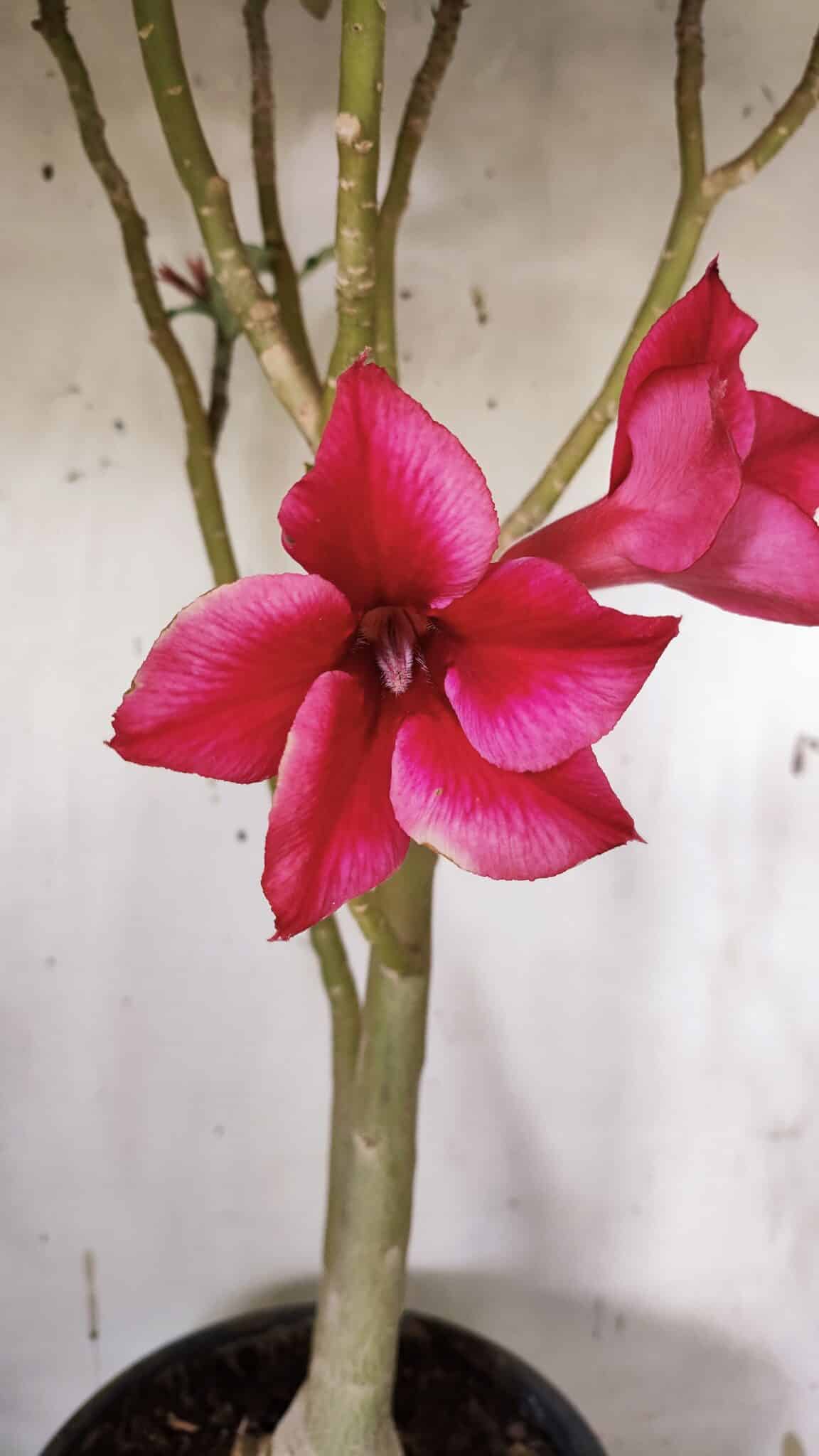 Planta Simples 2915 – 50cm – 03 anos